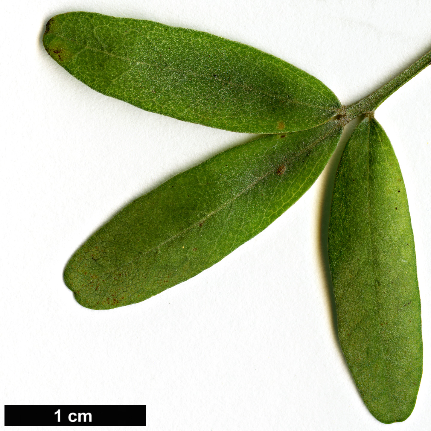 High resolution image: Family: Fabaceae - Genus: Sophora - Taxon: tetraptera
