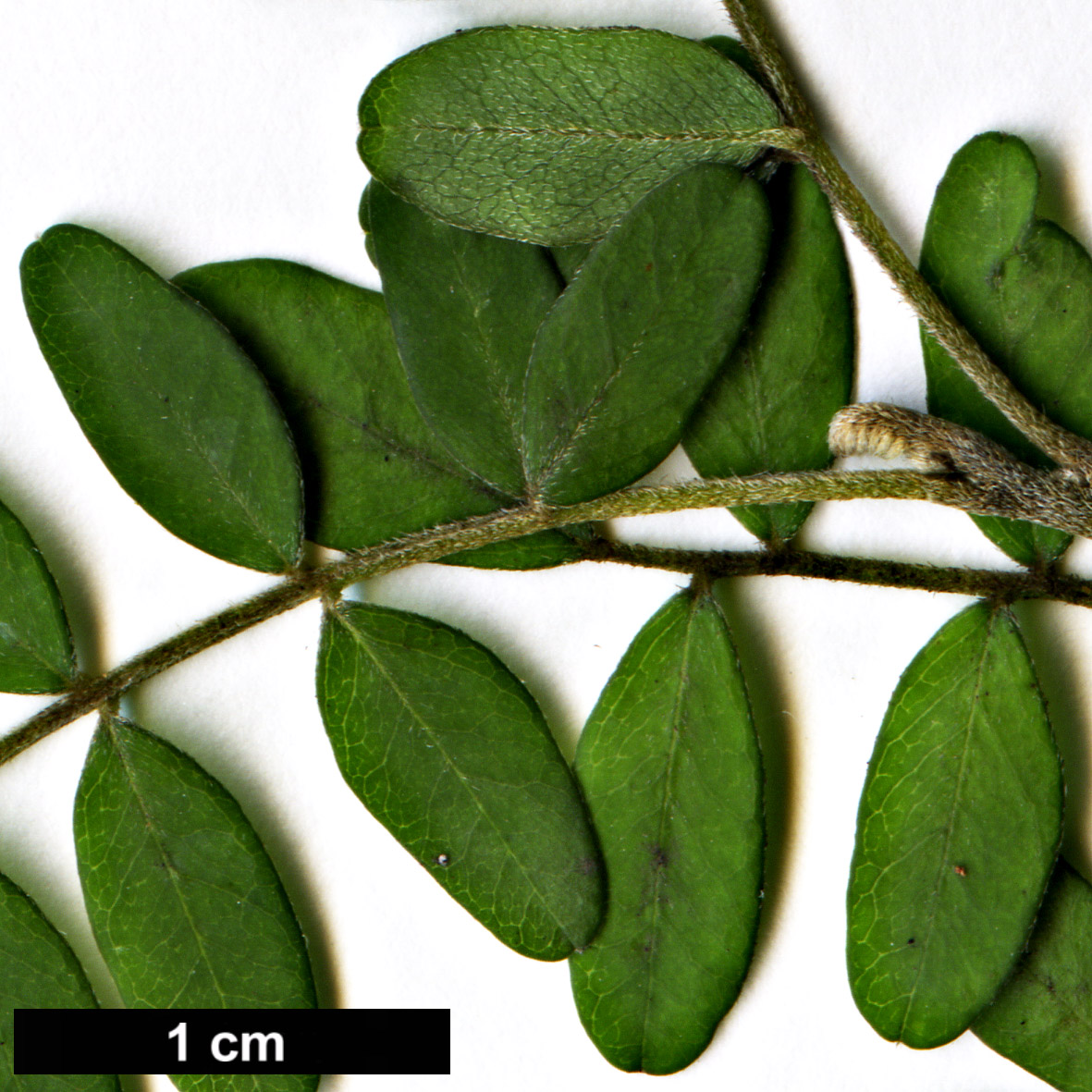 High resolution image: Family: Fabaceae - Genus: Sophora - Taxon: toromiro