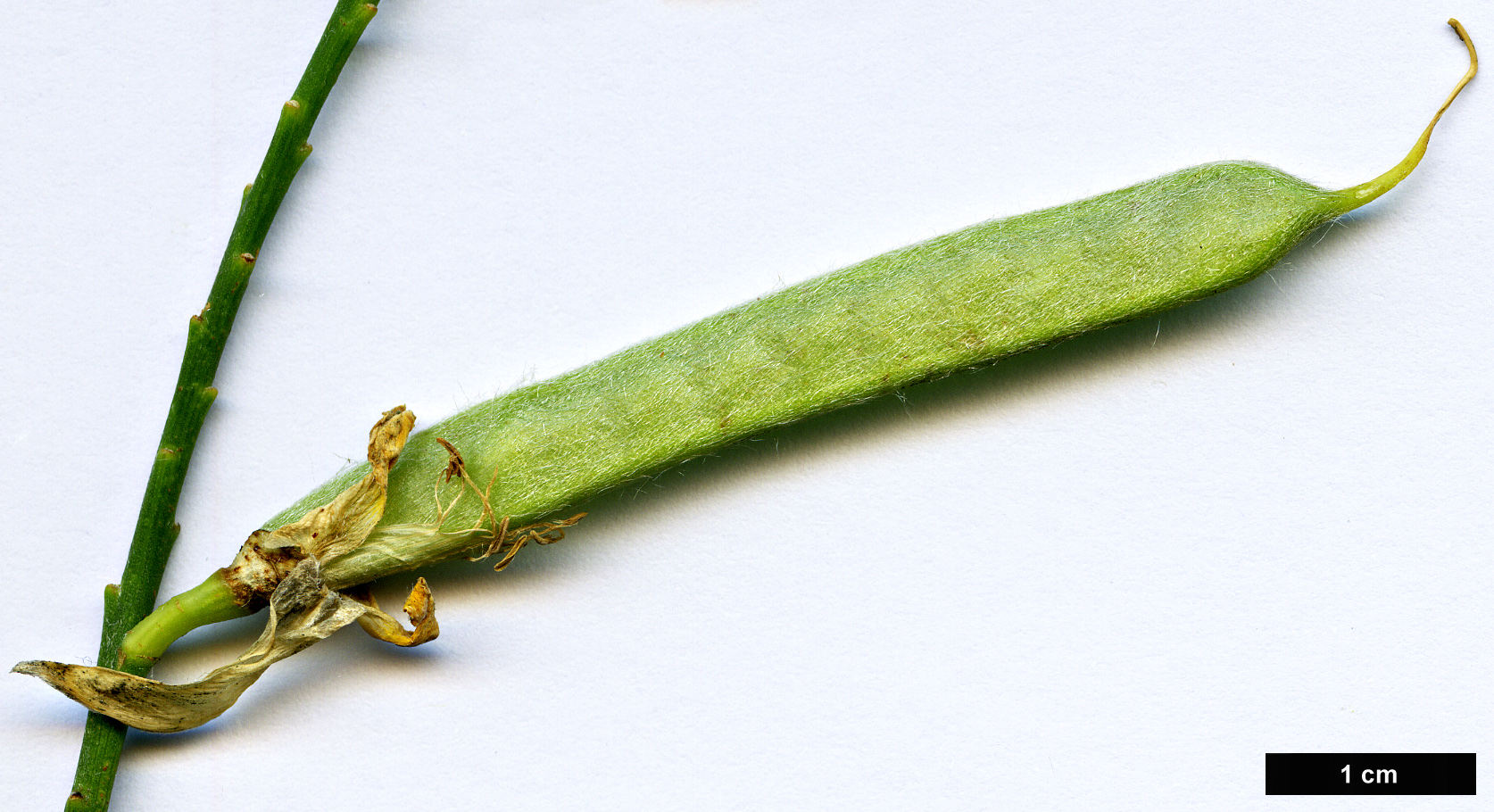 High resolution image: Family: Fabaceae - Genus: Spartium - Taxon: junceum