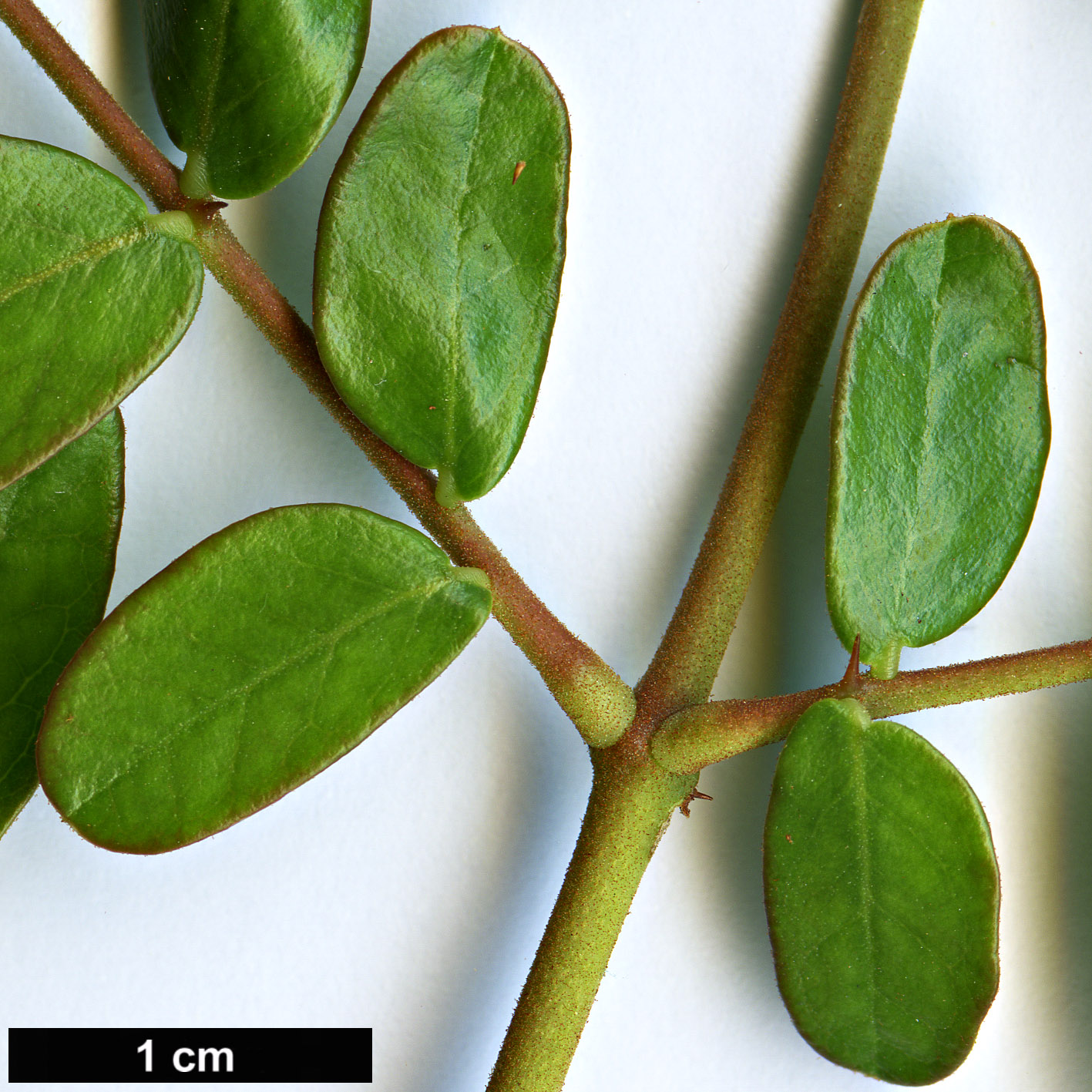 High resolution image: Family: Fabaceae - Genus: Tara - Taxon: spinosa