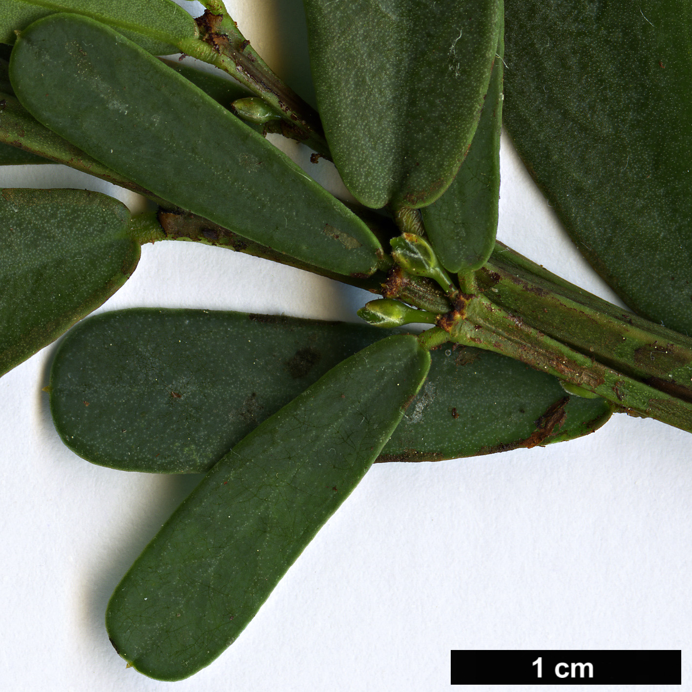 High resolution image: Family: Fabaceae - Genus: Templetonia - Taxon: retusa