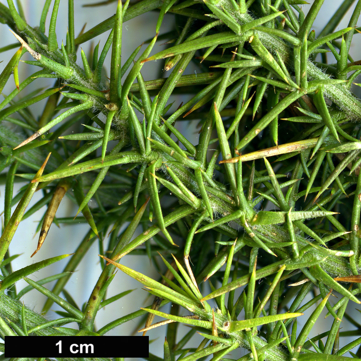 High resolution image: Family: Fabaceae - Genus: Ulex - Taxon: minor