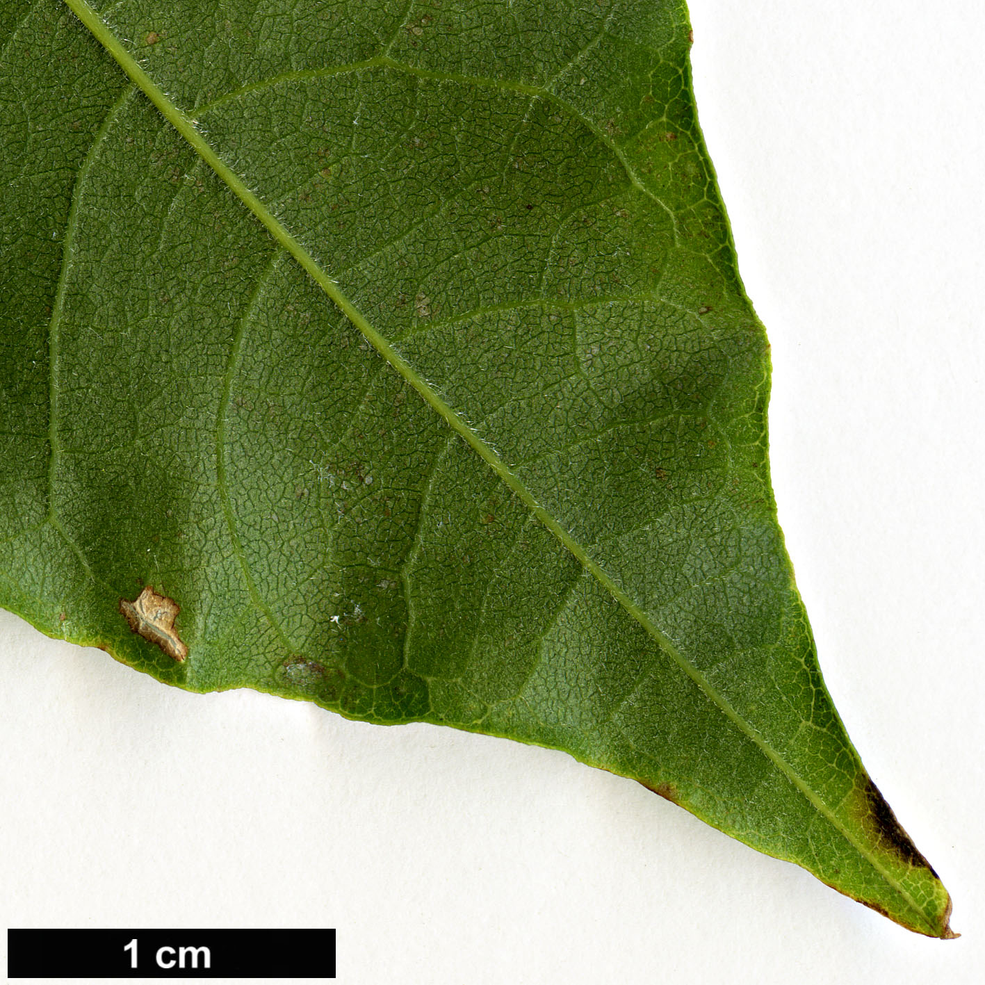 High resolution image: Family: Fabaceae - Genus: Wisteria - Taxon: brachybotrys - SpeciesSub: ’Howick’