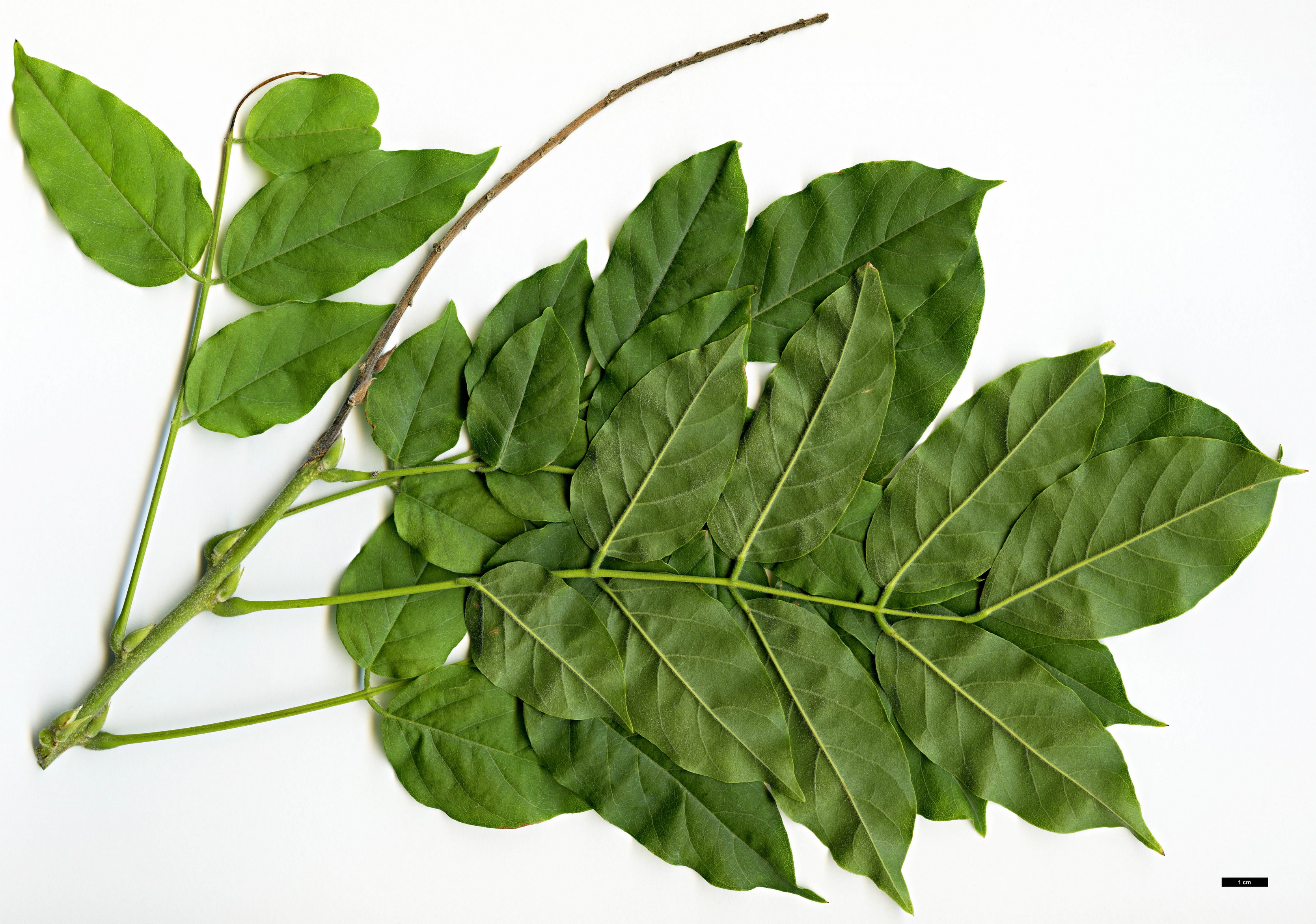 High resolution image: Family: Fabaceae - Genus: Wisteria - Taxon: sinensis High resolution image: Family: Fabaceae - Genus: Wisteria - Taxon: sinensis