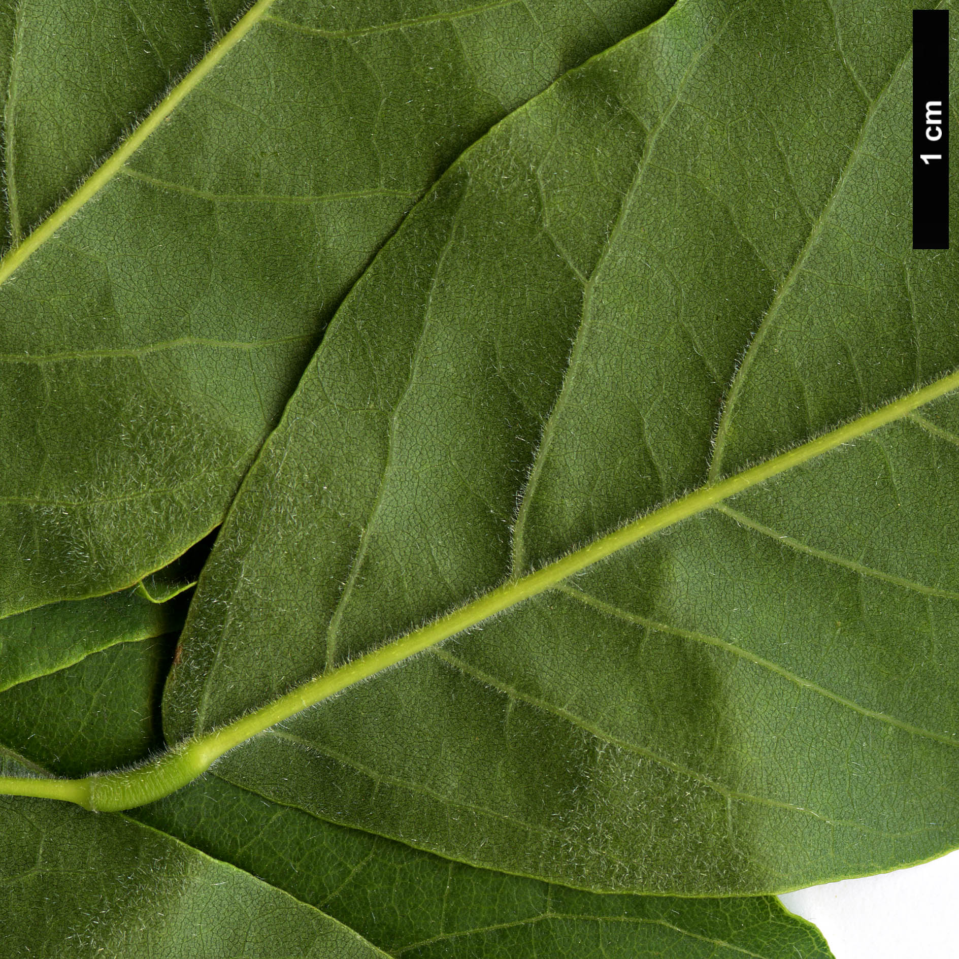 High resolution image: Family: Fabaceae - Genus: Wisteria - Taxon: sinensis High resolution image: Family: Fabaceae - Genus: Wisteria - Taxon: sinensis