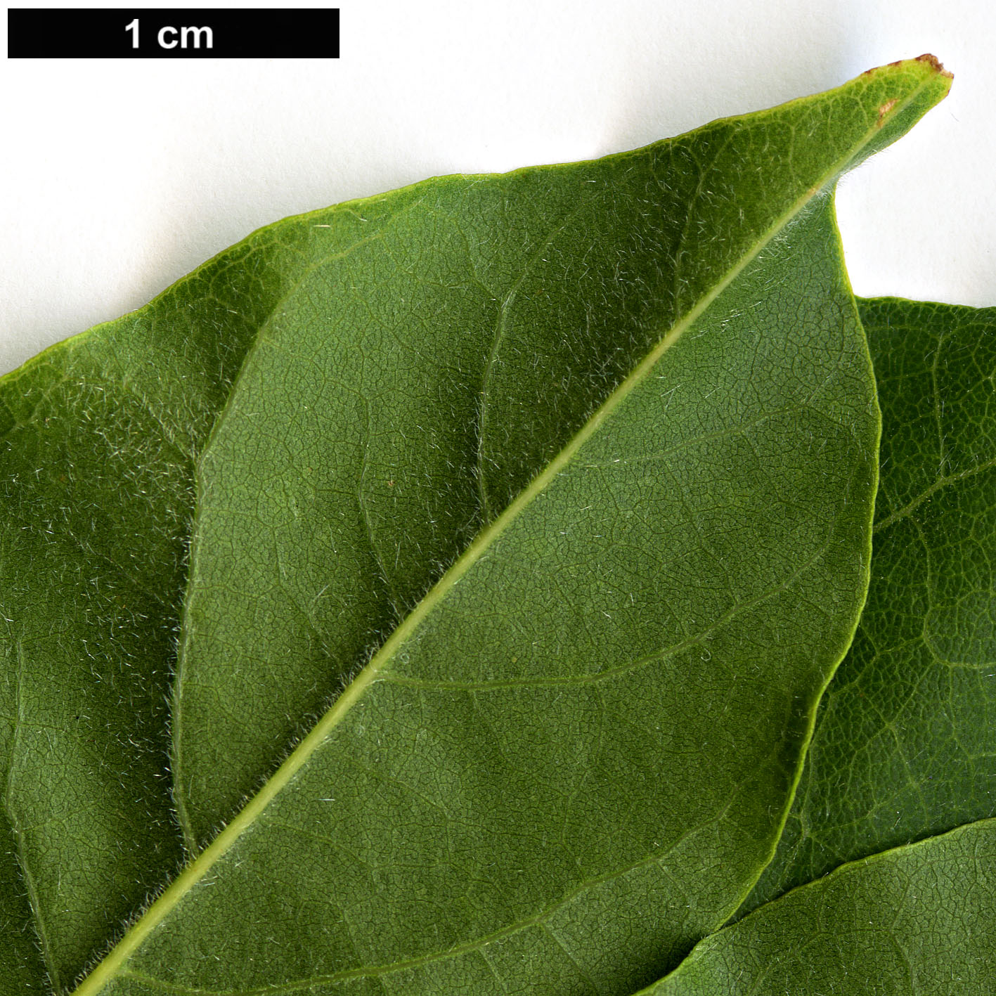 High resolution image: Family: Fabaceae - Genus: Wisteria - Taxon: sinensis High resolution image: Family: Fabaceae - Genus: Wisteria - Taxon: sinensis