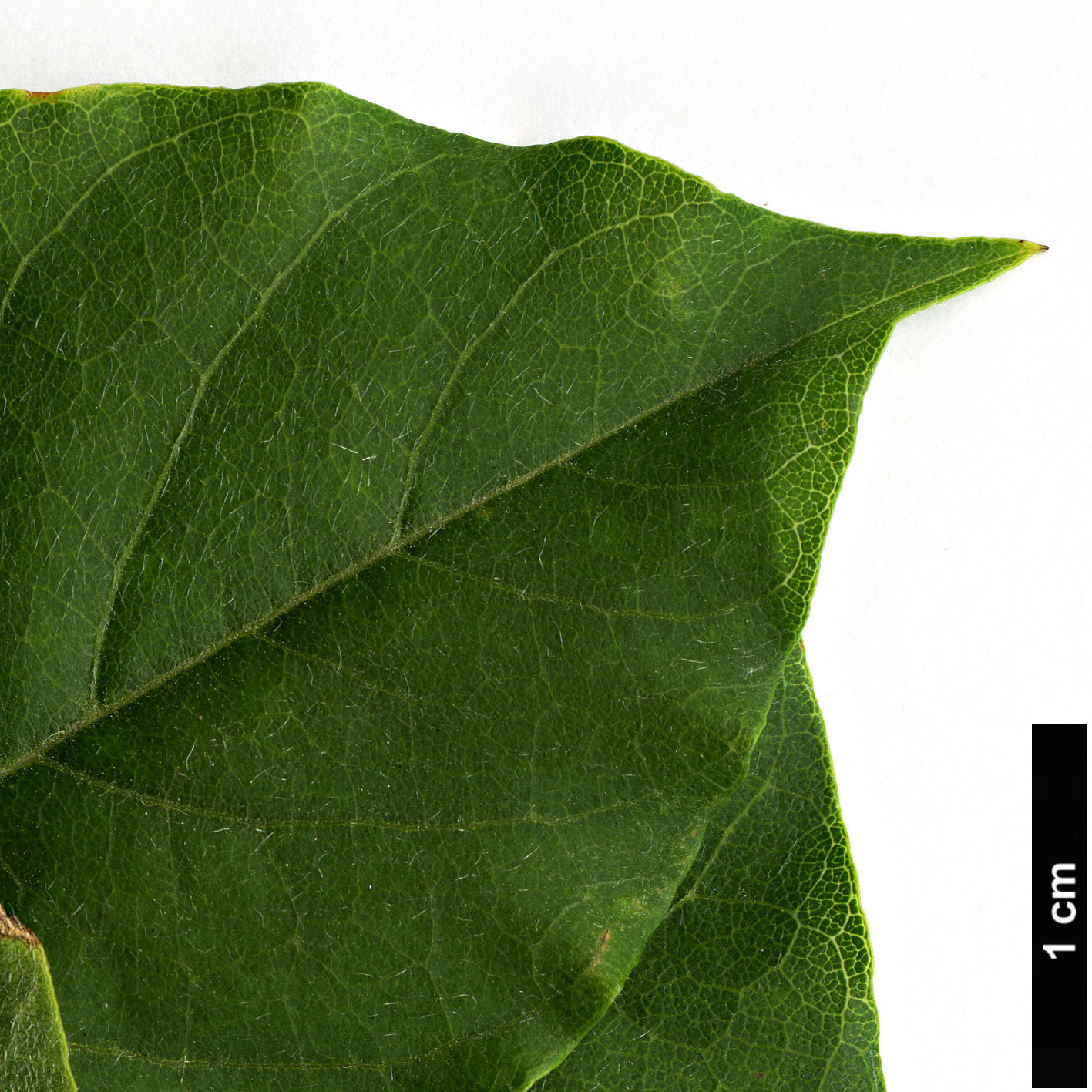 High resolution image: Family: Fabaceae - Genus: Wisteria - Taxon: sinensis High resolution image: Family: Fabaceae - Genus: Wisteria - Taxon: sinensis