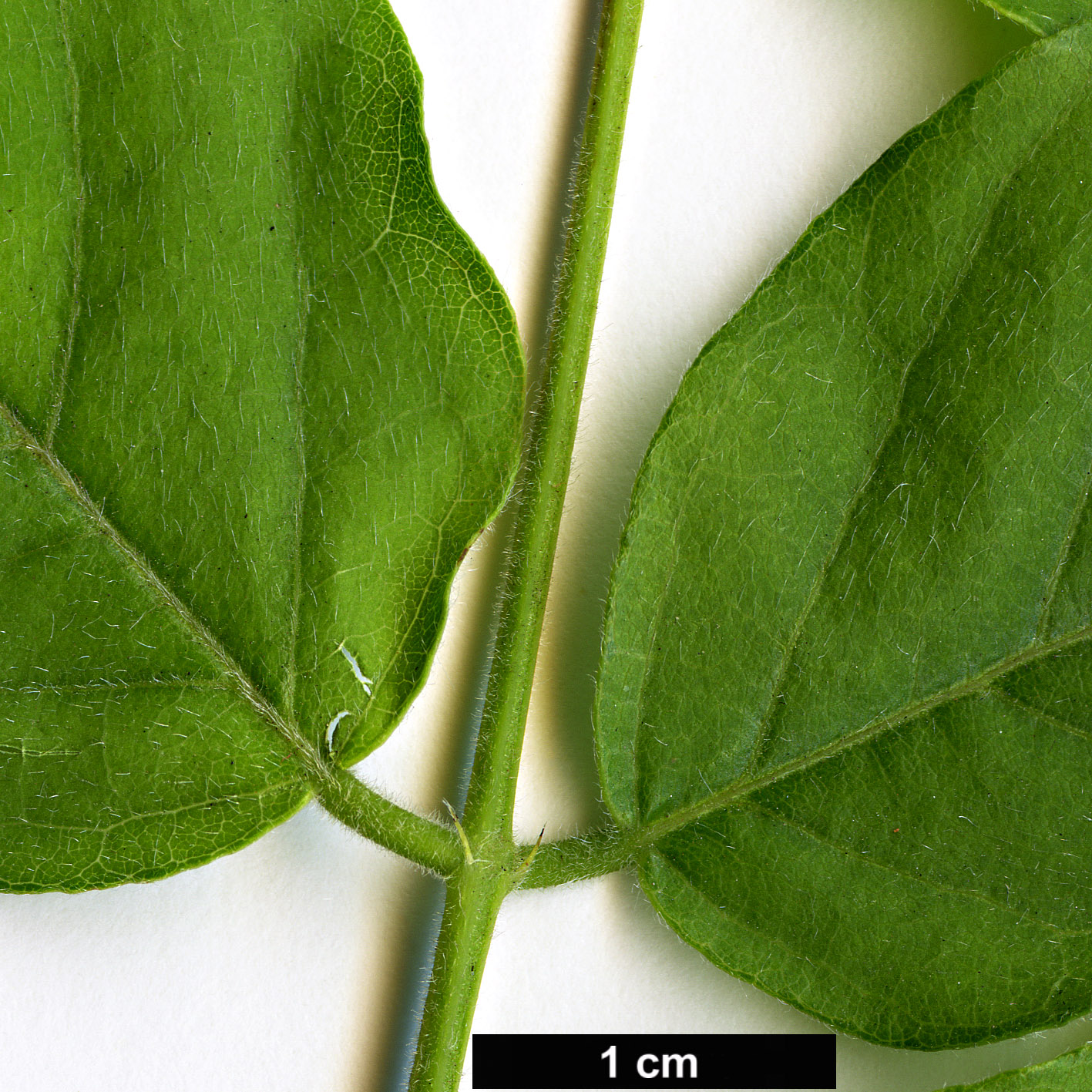 High resolution image: Family: Fabaceae - Genus: Wisteria - Taxon: sinensis High resolution image: Family: Fabaceae - Genus: Wisteria - Taxon: sinensis