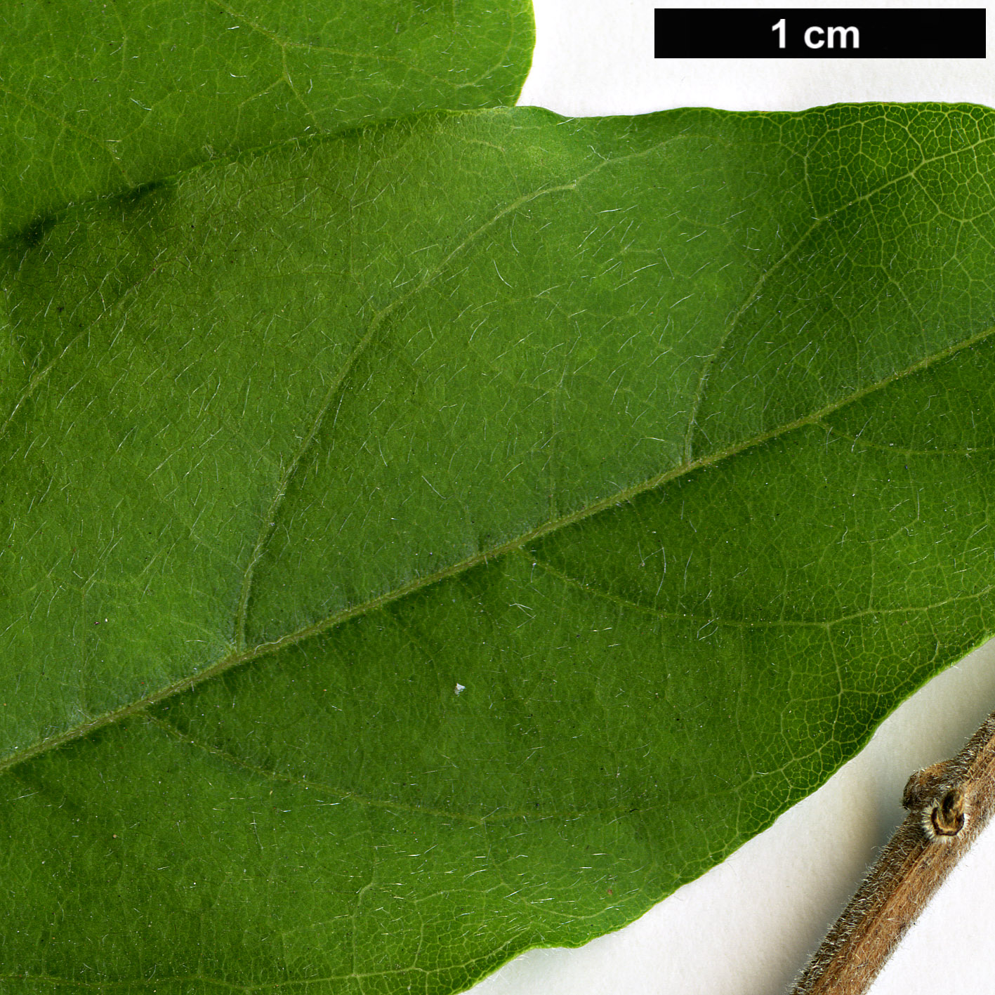 High resolution image: Family: Fabaceae - Genus: Wisteria - Taxon: sinensis High resolution image: Family: Fabaceae - Genus: Wisteria - Taxon: sinensis