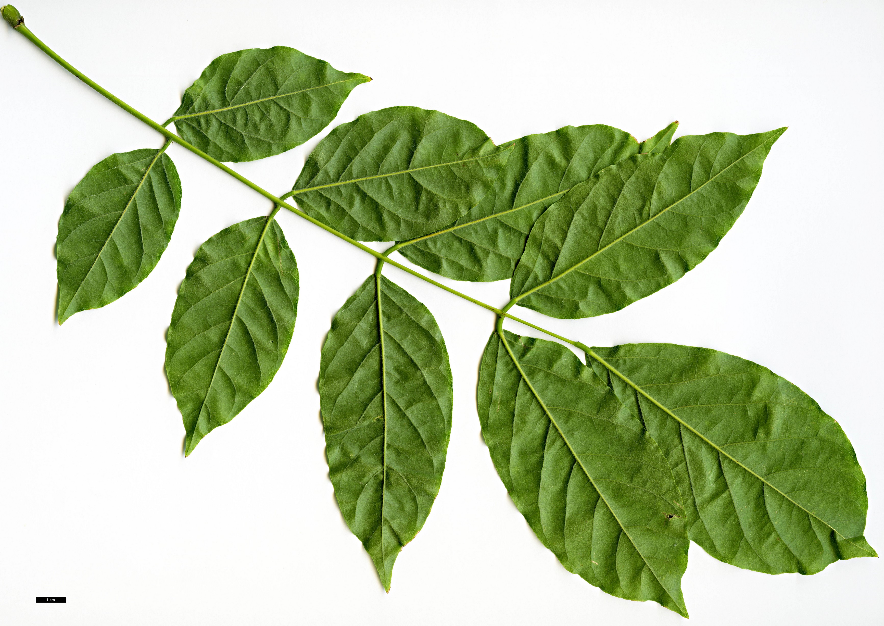 High resolution image: Family: Fabaceae - Genus: Wisteria - Taxon: sinensis High resolution image: Family: Fabaceae - Genus: Wisteria - Taxon: sinensis