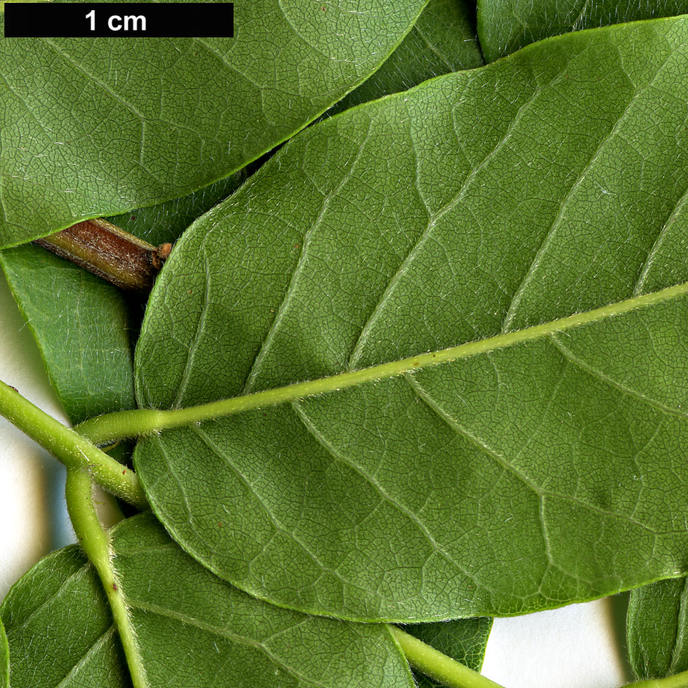 High resolution image: Family: Fabaceae - Genus: Wisteria - Taxon: sinensis