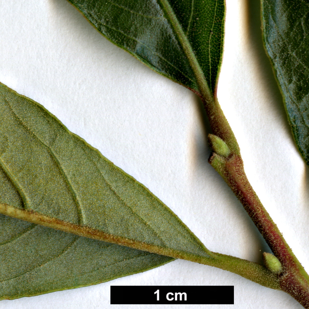 High resolution image: Family: Fagaceae - Genus: Castanea - Taxon: alnifolia