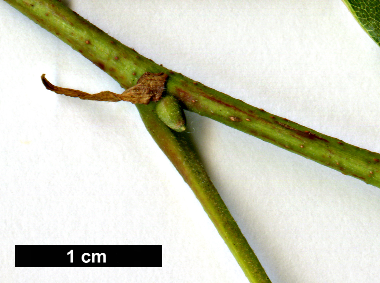 High resolution image: Family: Fagaceae - Genus: Castanea - Taxon: crenata