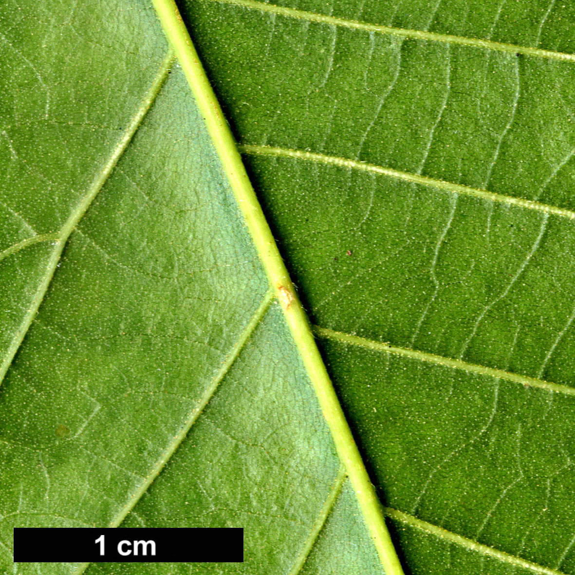 High resolution image: Family: Fagaceae - Genus: Castanea - Taxon: crenata