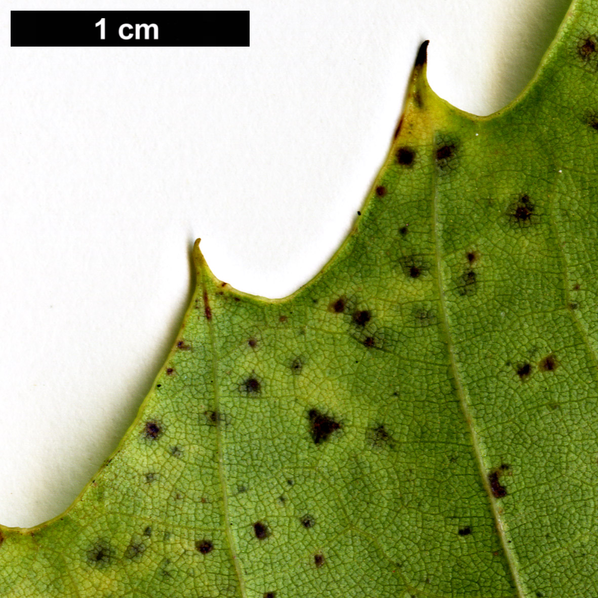 High resolution image: Family: Fagaceae - Genus: Castanea - Taxon: dentata