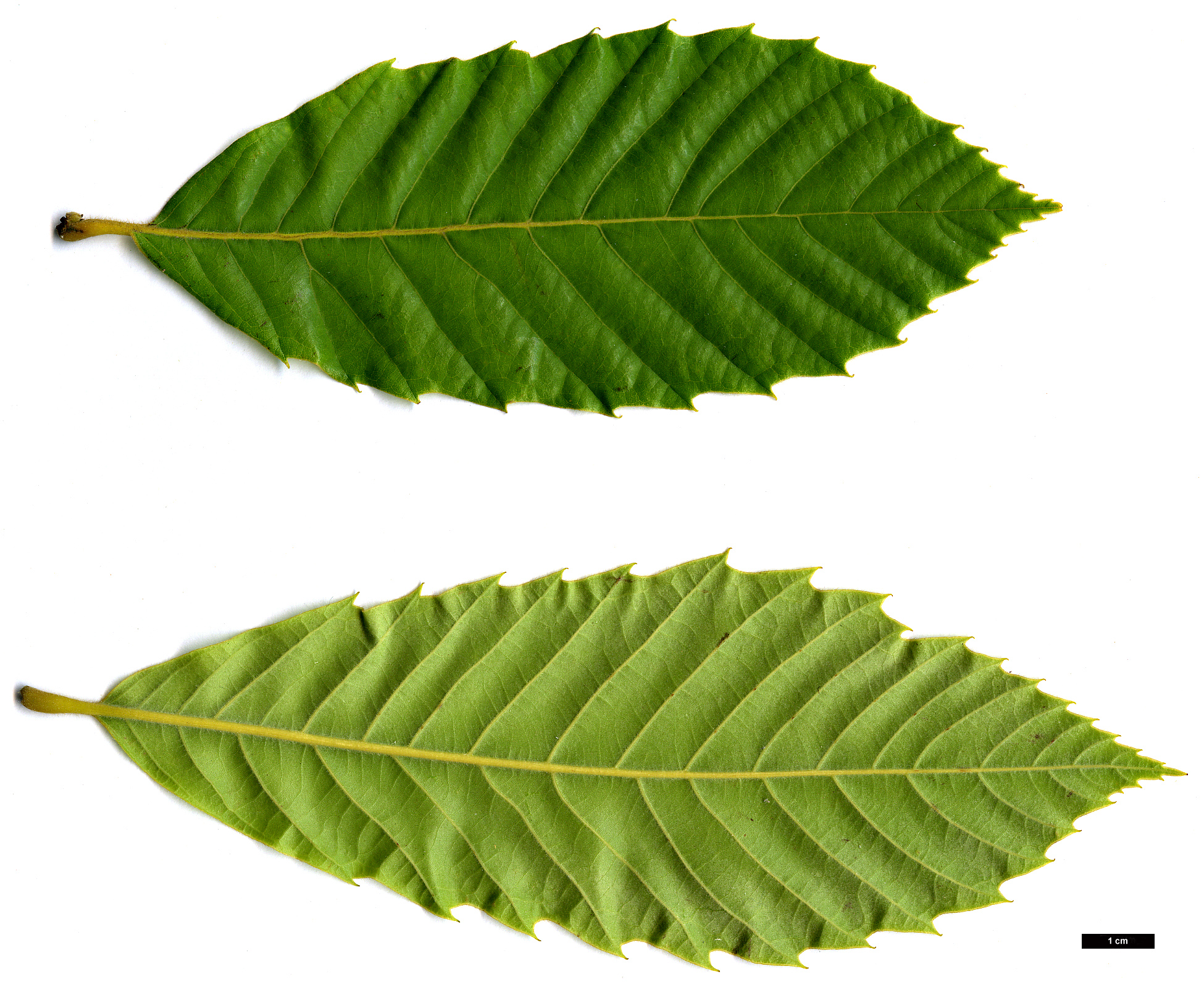 High resolution image: Family: Fagaceae - Genus: Castanea - Taxon: mollissima High resolution image: Family: Fagaceae - Genus: Castanea - Taxon: mollissima