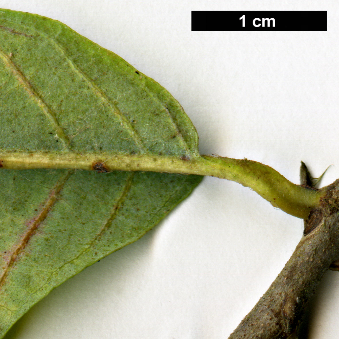 High resolution image: Family: Fagaceae - Genus: Castanea - Taxon: ozarkensis