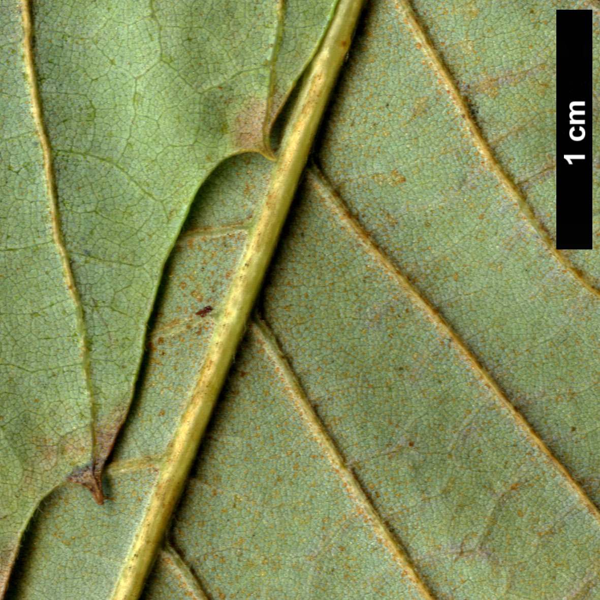 High resolution image: Family: Fagaceae - Genus: Castanea - Taxon: ozarkensis