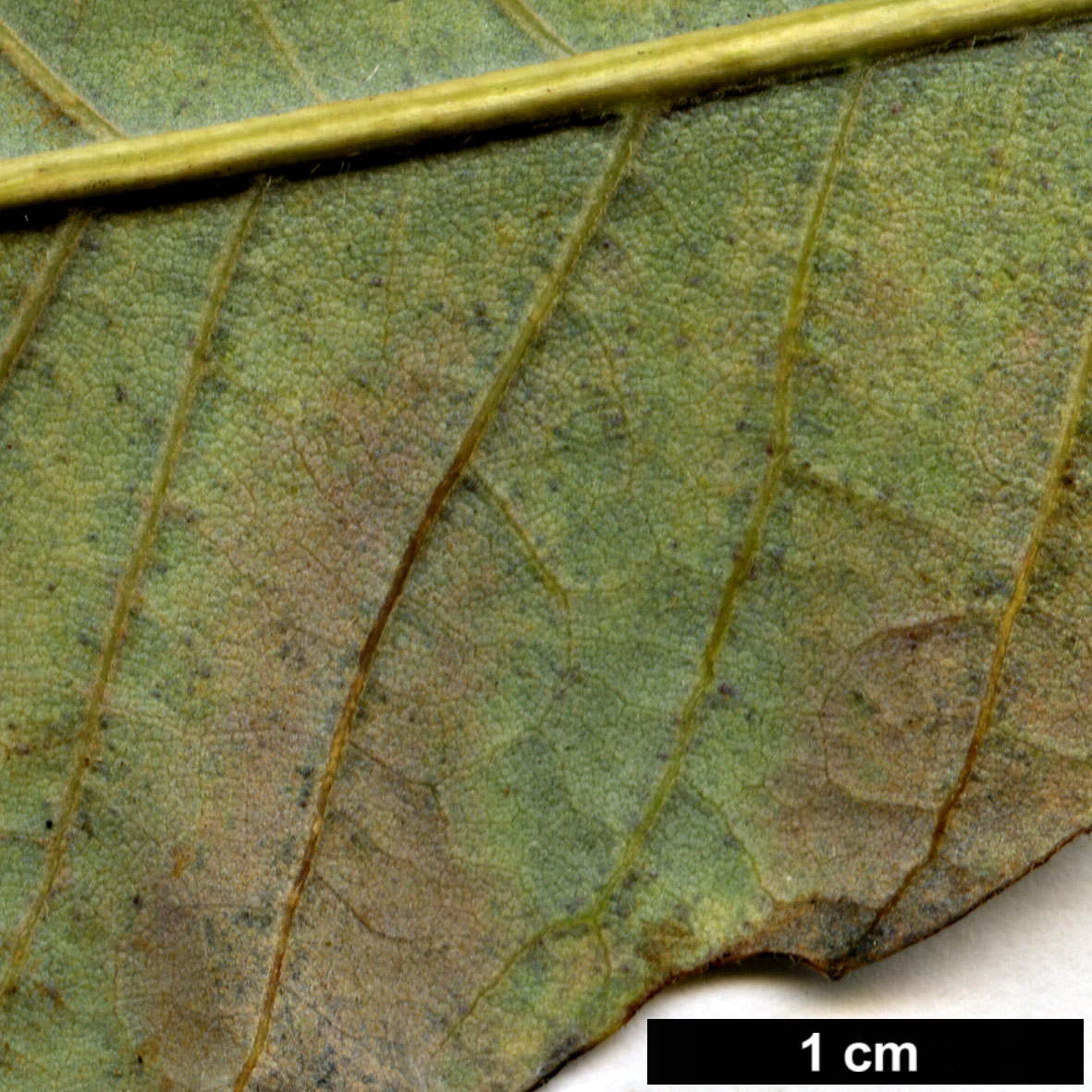 High resolution image: Family: Fagaceae - Genus: Castanea - Taxon: ozarkensis