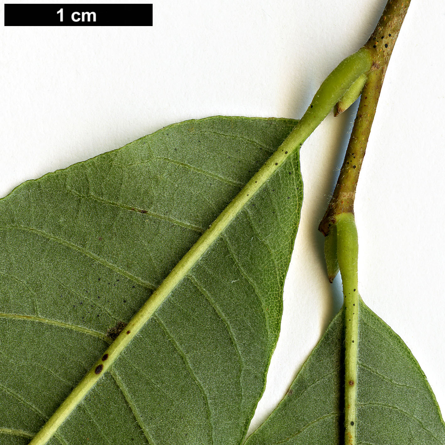 High resolution image: Family: Fagaceae - Genus: Castanea - Taxon: pumila