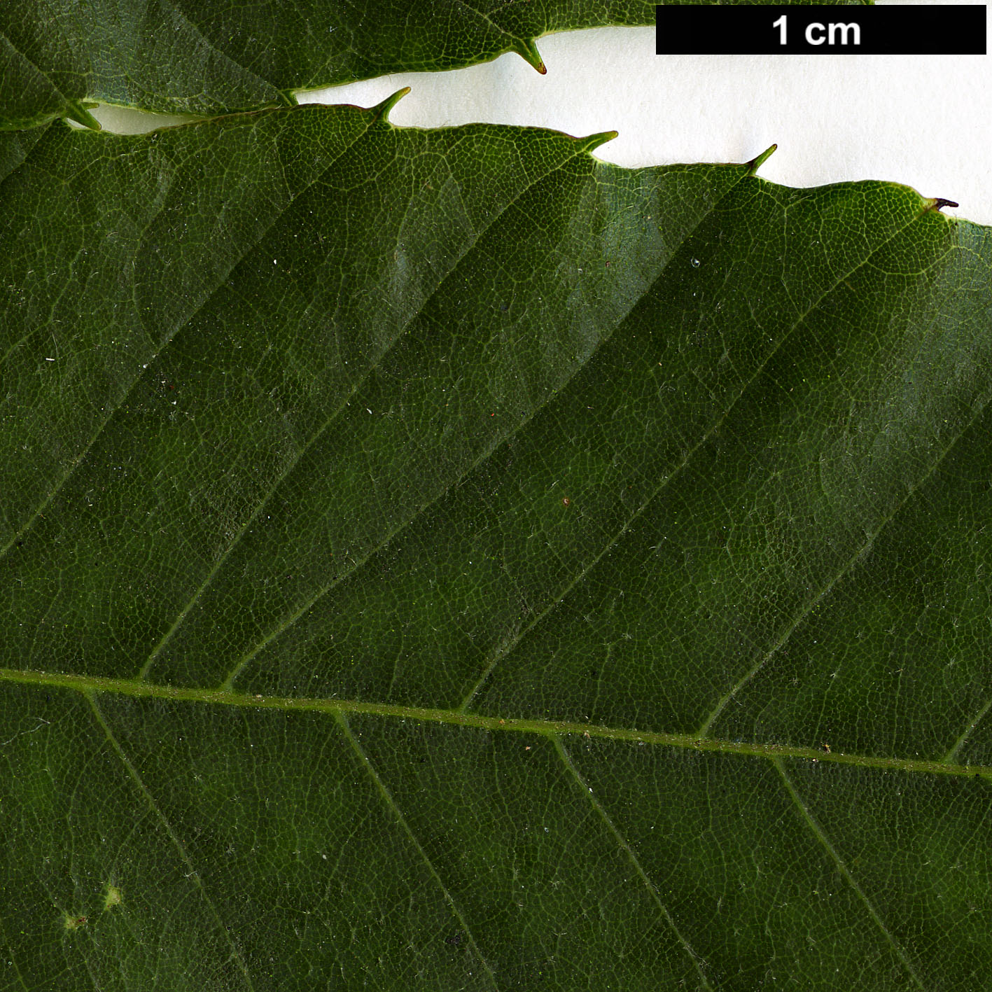 High resolution image: Family: Fagaceae - Genus: Castanea - Taxon: pumila