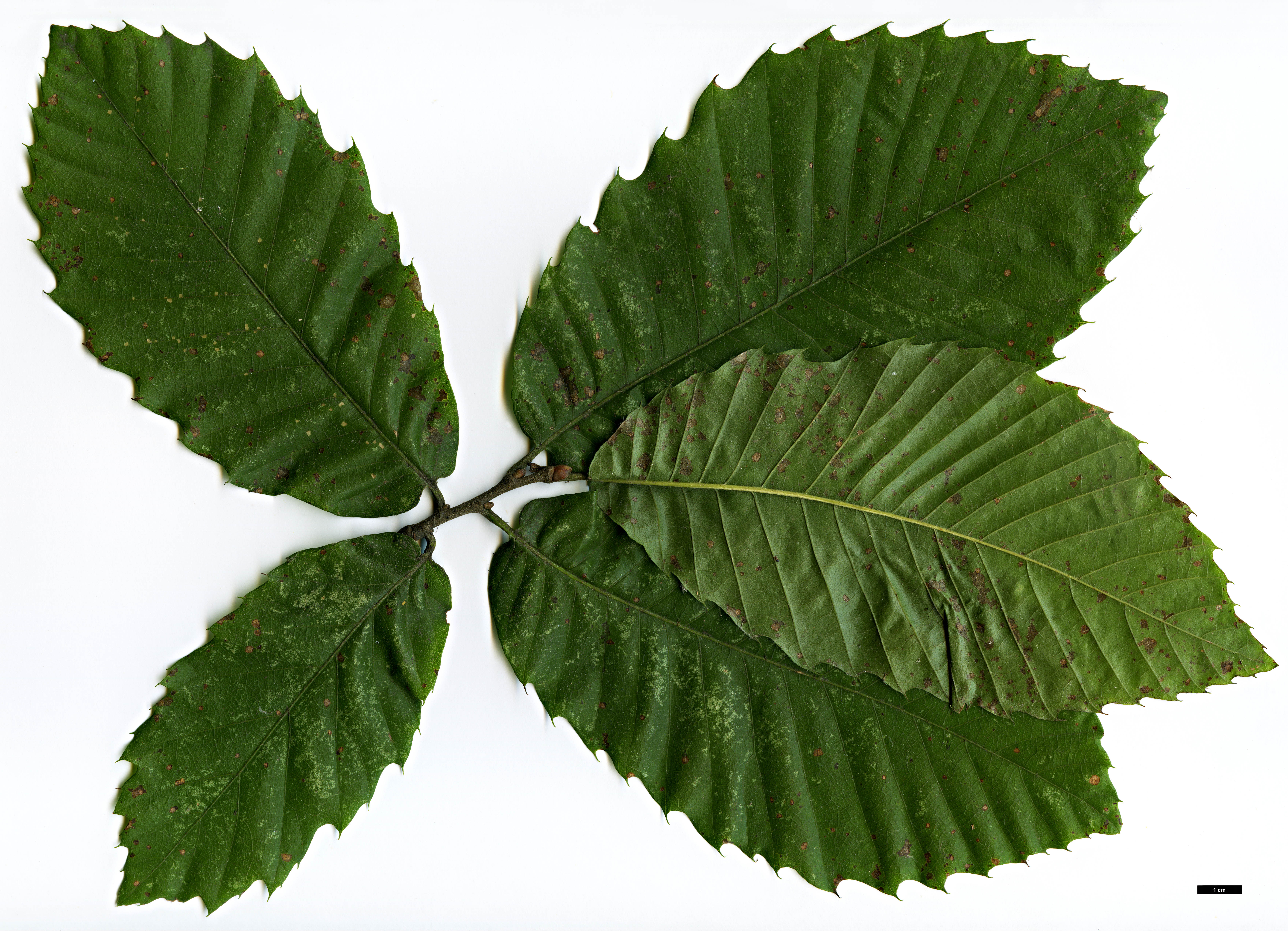 High resolution image: Family: Fagaceae - Genus: Castanea - Taxon: sativa High resolution image: Family: Fagaceae - Genus: Castanea - Taxon: sativa