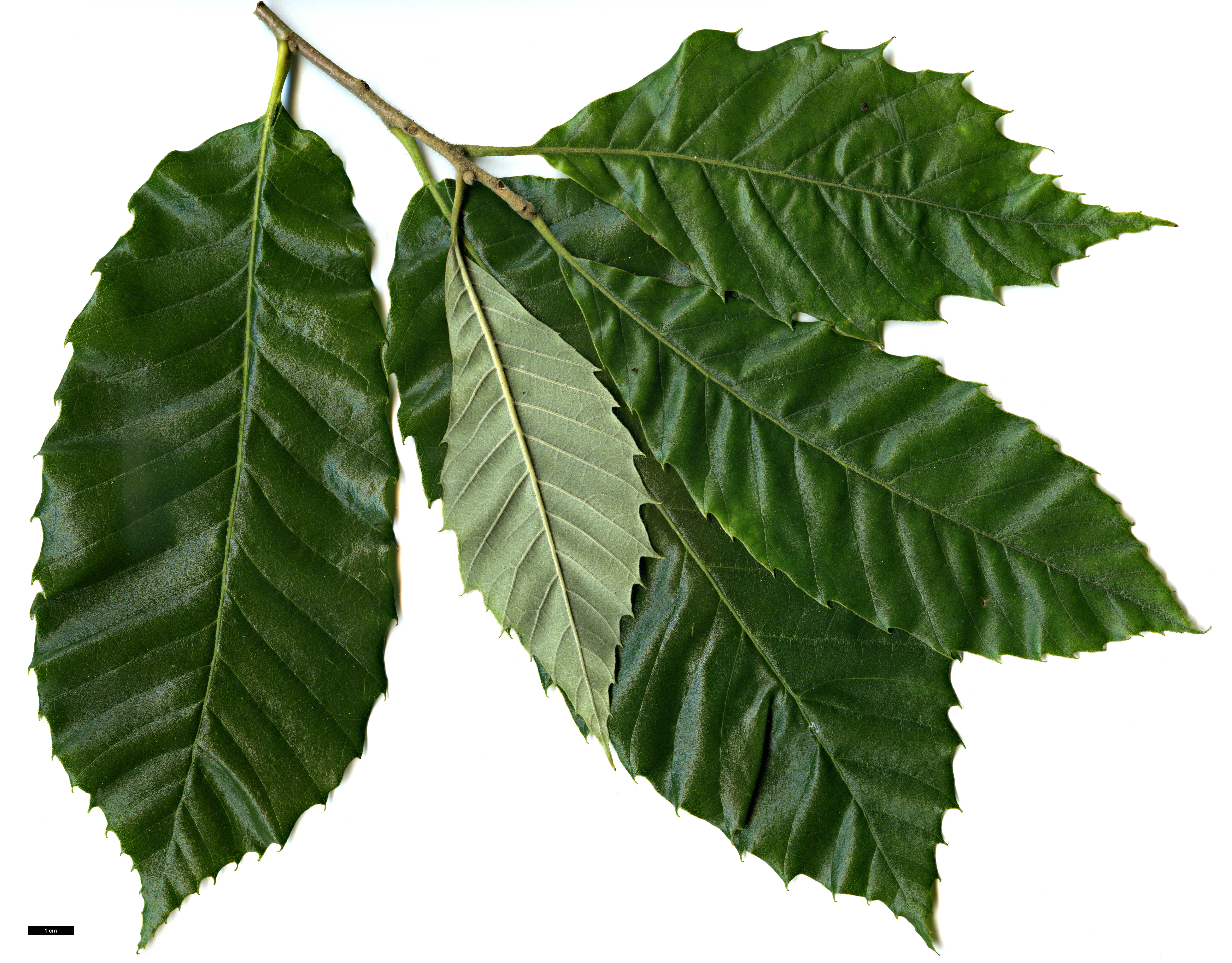 High resolution image: Family: Fagaceae - Genus: Castanea - Taxon: ×neglecta (C.dentata × C.pumila) High resolution image: Family: Fagaceae - Genus: Castanea - Taxon: ×neglecta (C.dentata × C.pumila)
