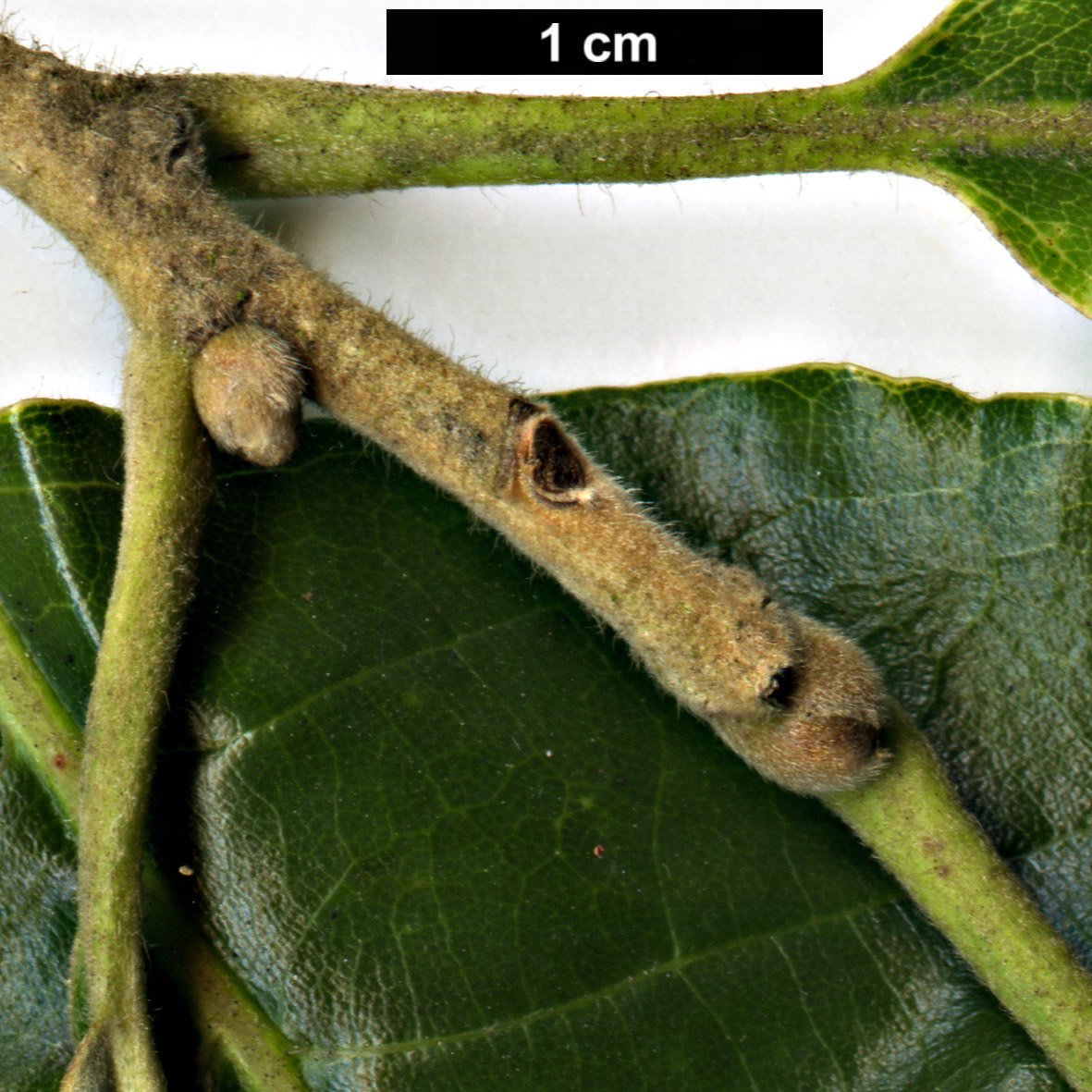 High resolution image: Family: Fagaceae - Genus: Castanea - Taxon: ×neglecta (C.dentata × C.pumila) High resolution image: Family: Fagaceae - Genus: Castanea - Taxon: ×neglecta (C.dentata × C.pumila)