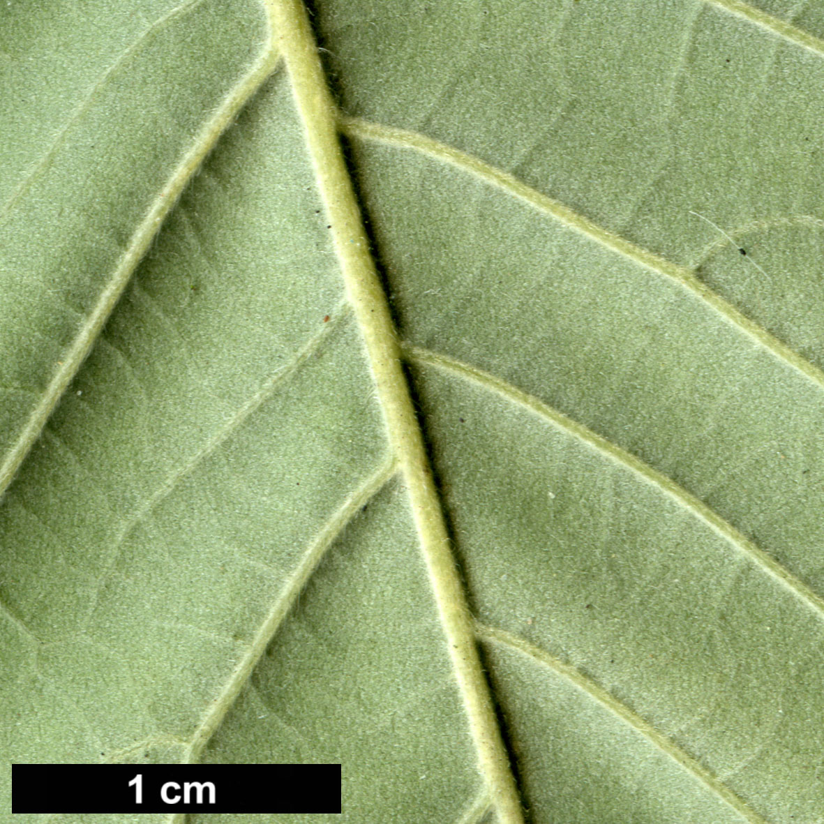 High resolution image: Family: Fagaceae - Genus: Castanea - Taxon: ×neglecta (C.dentata × C.pumila) High resolution image: Family: Fagaceae - Genus: Castanea - Taxon: ×neglecta (C.dentata × C.pumila)