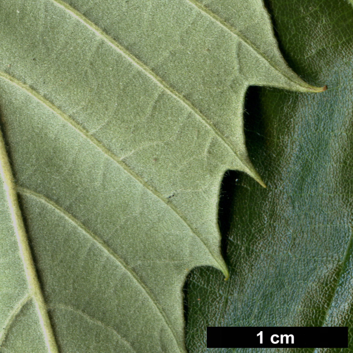High resolution image: Family: Fagaceae - Genus: Castanea - Taxon: ×neglecta (C.dentata × C.pumila) High resolution image: Family: Fagaceae - Genus: Castanea - Taxon: ×neglecta (C.dentata × C.pumila)