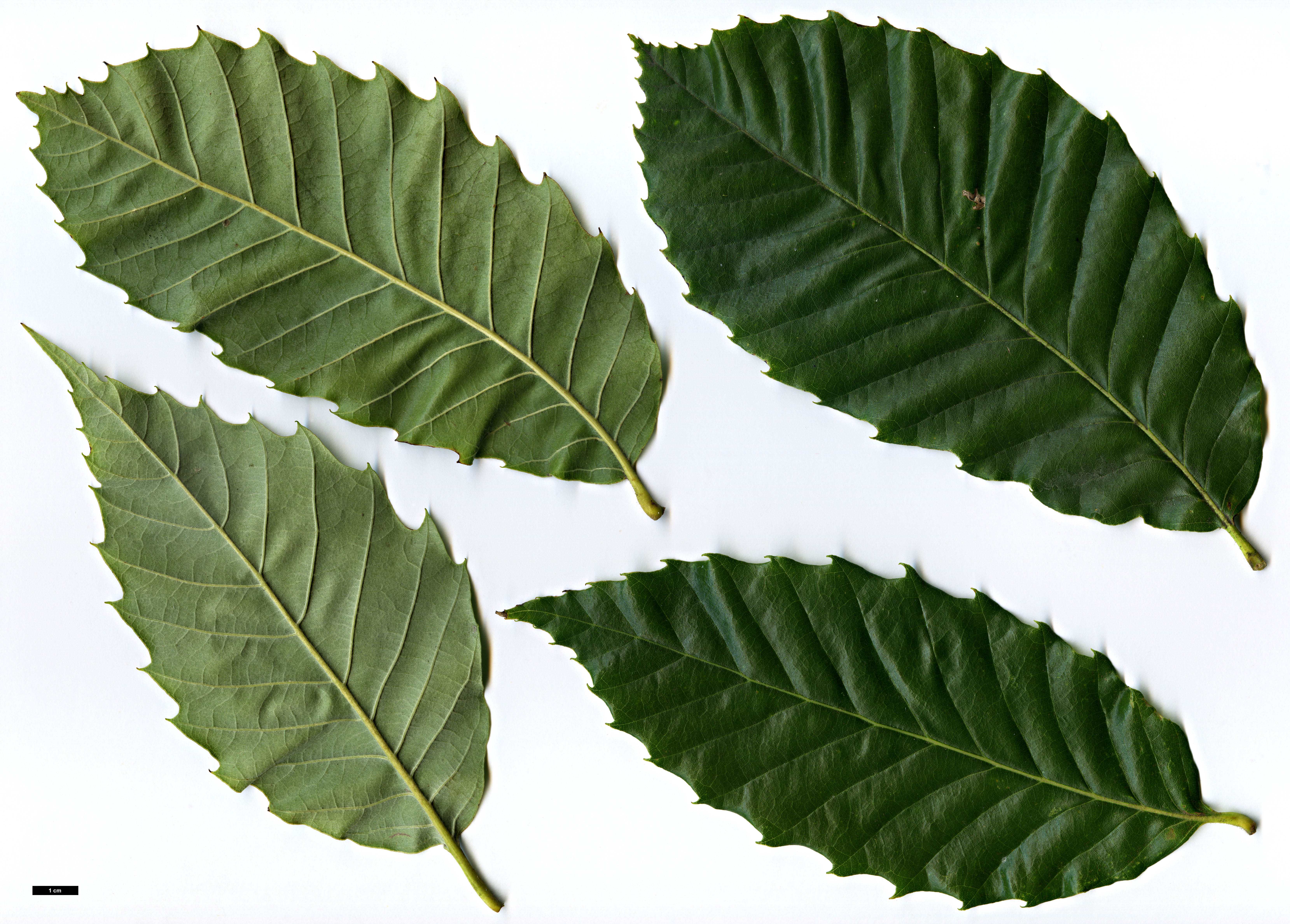 High resolution image: Family: Fagaceae - Genus: Castanea - Taxon: ×neglecta (C.dentata × C.pumila) High resolution image: Family: Fagaceae - Genus: Castanea - Taxon: ×neglecta (C.dentata × C.pumila)