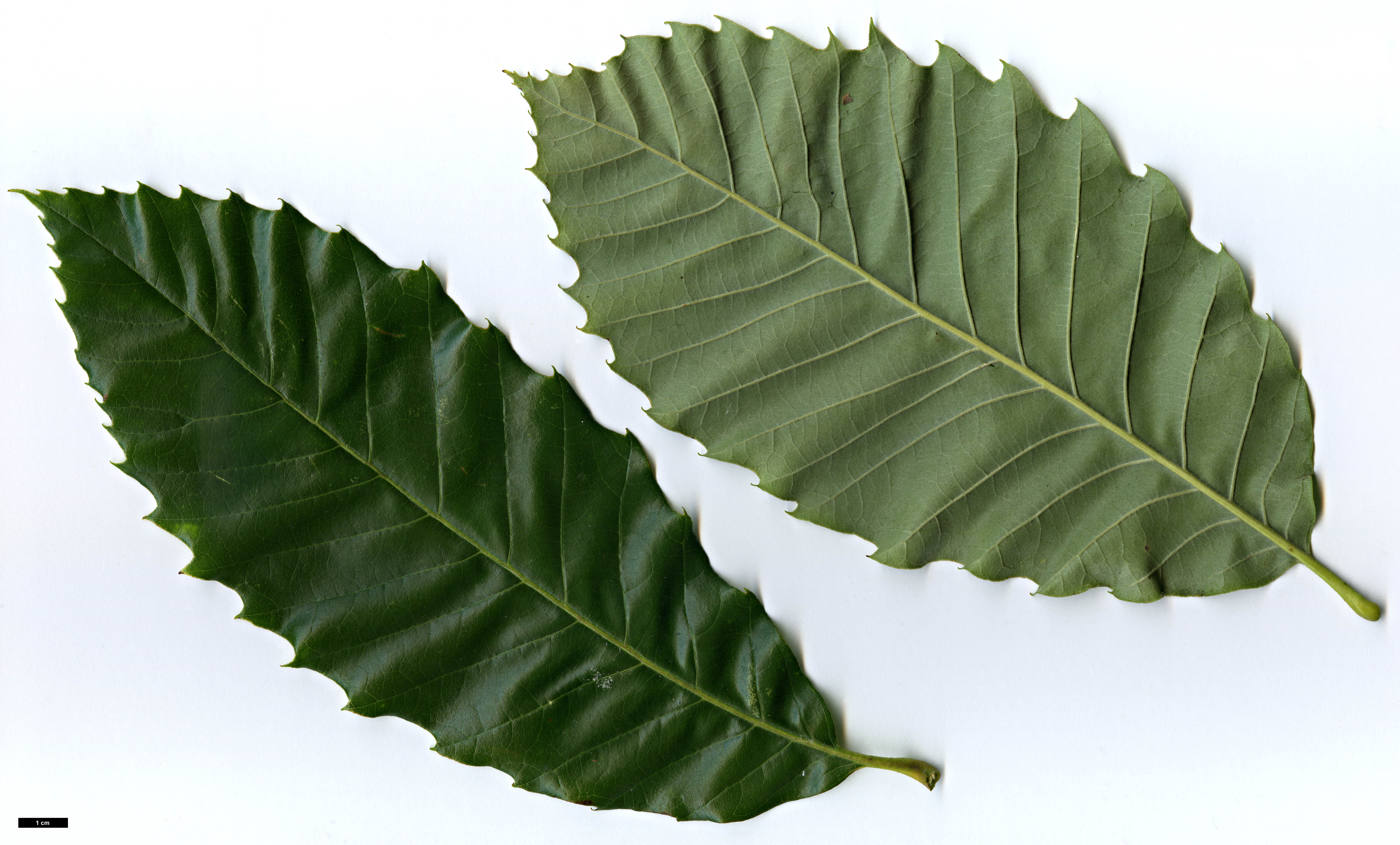 High resolution image: Family: Fagaceae - Genus: Castanea - Taxon: ×neglecta (C.dentata × C.pumila) High resolution image: Family: Fagaceae - Genus: Castanea - Taxon: ×neglecta (C.dentata × C.pumila)