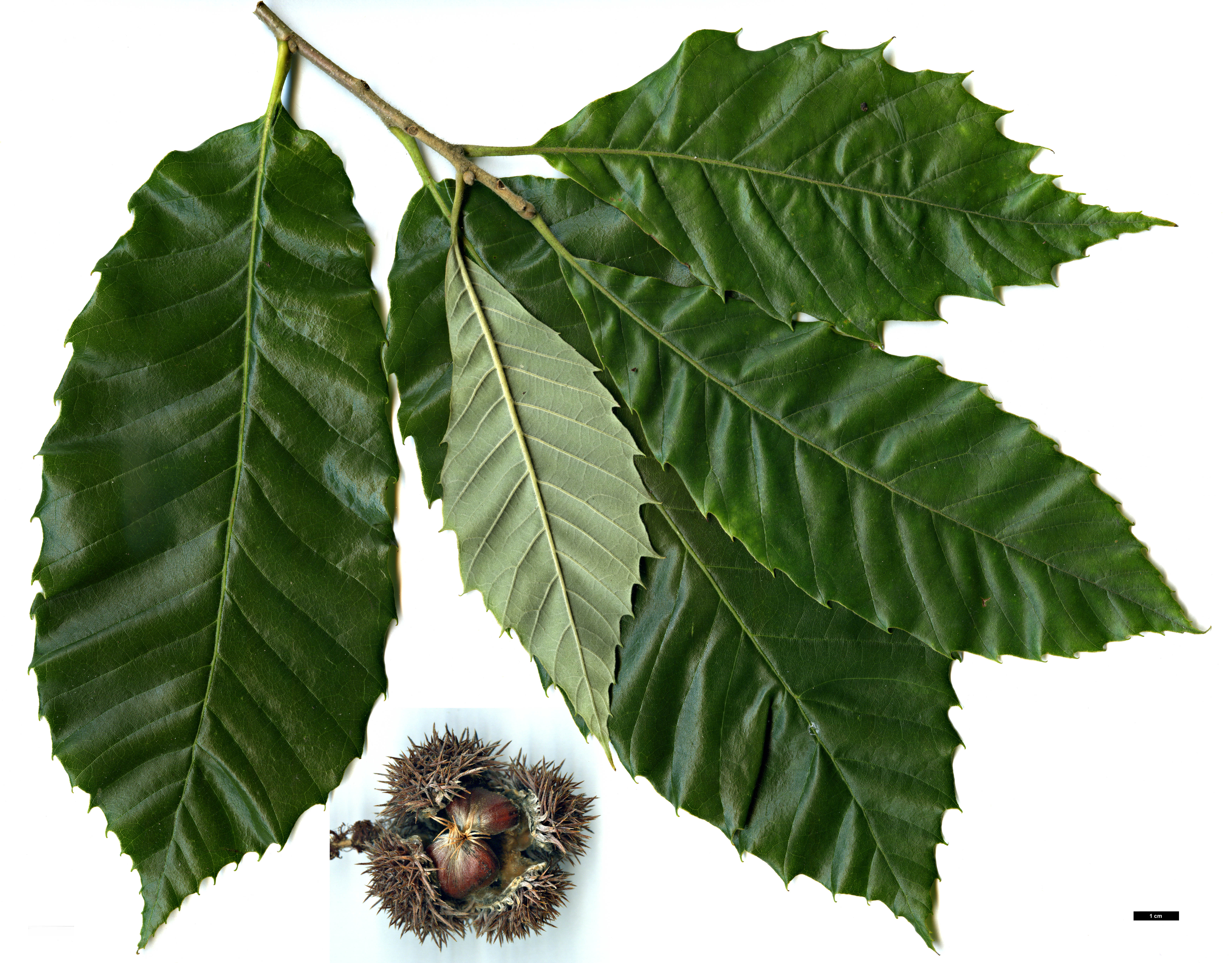 High resolution image: Family: Fagaceae - Genus: Castanea - Taxon: ×neglecta (C.dentata × C.pumila) High resolution image: Family: Fagaceae - Genus: Castanea - Taxon: ×neglecta (C.dentata × C.pumila)