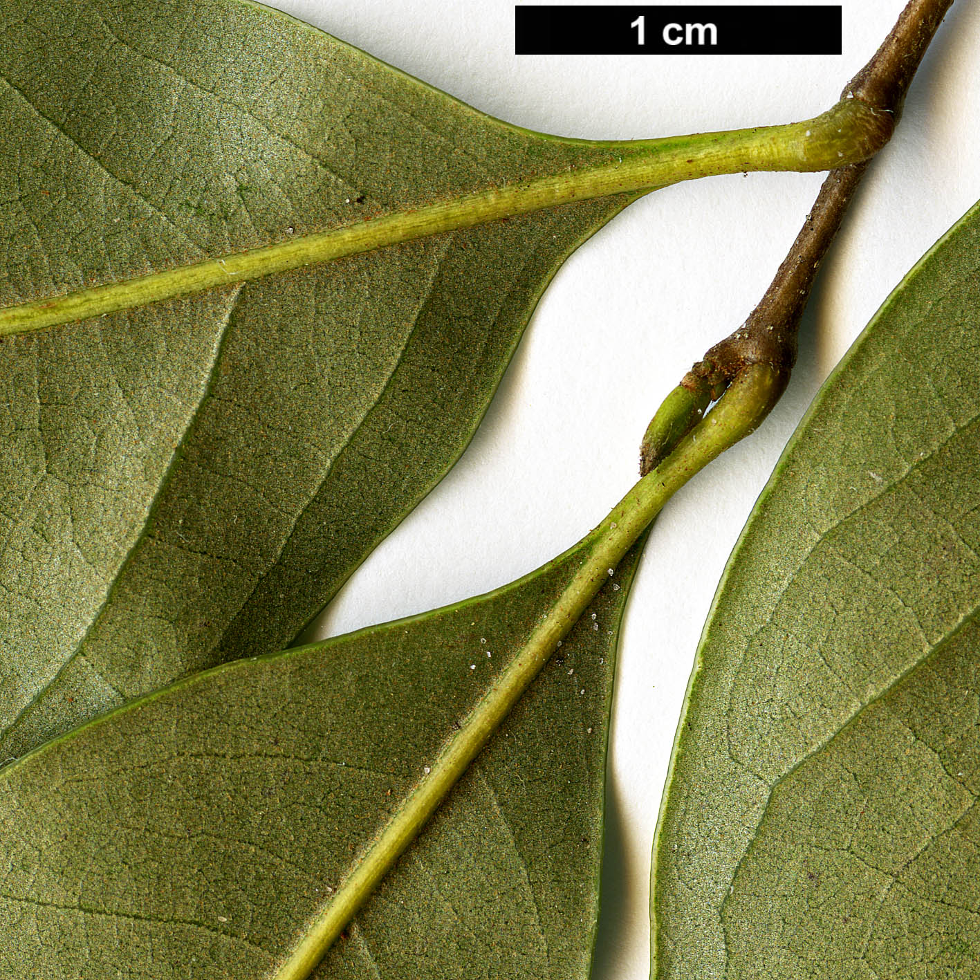 High resolution image: Family: Fagaceae - Genus: Castanopsis - Taxon: carlesii