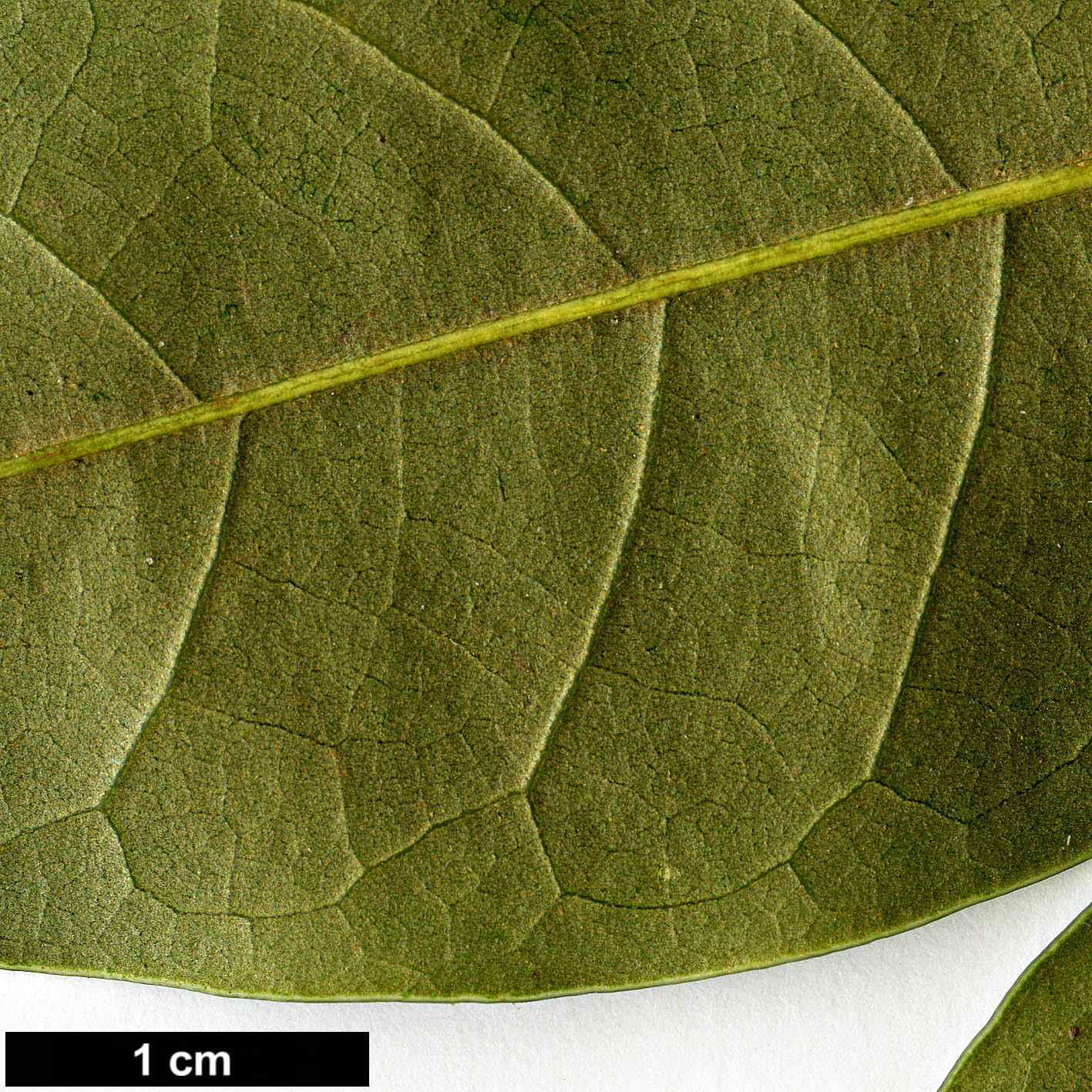 High resolution image: Family: Fagaceae - Genus: Castanopsis - Taxon: carlesii