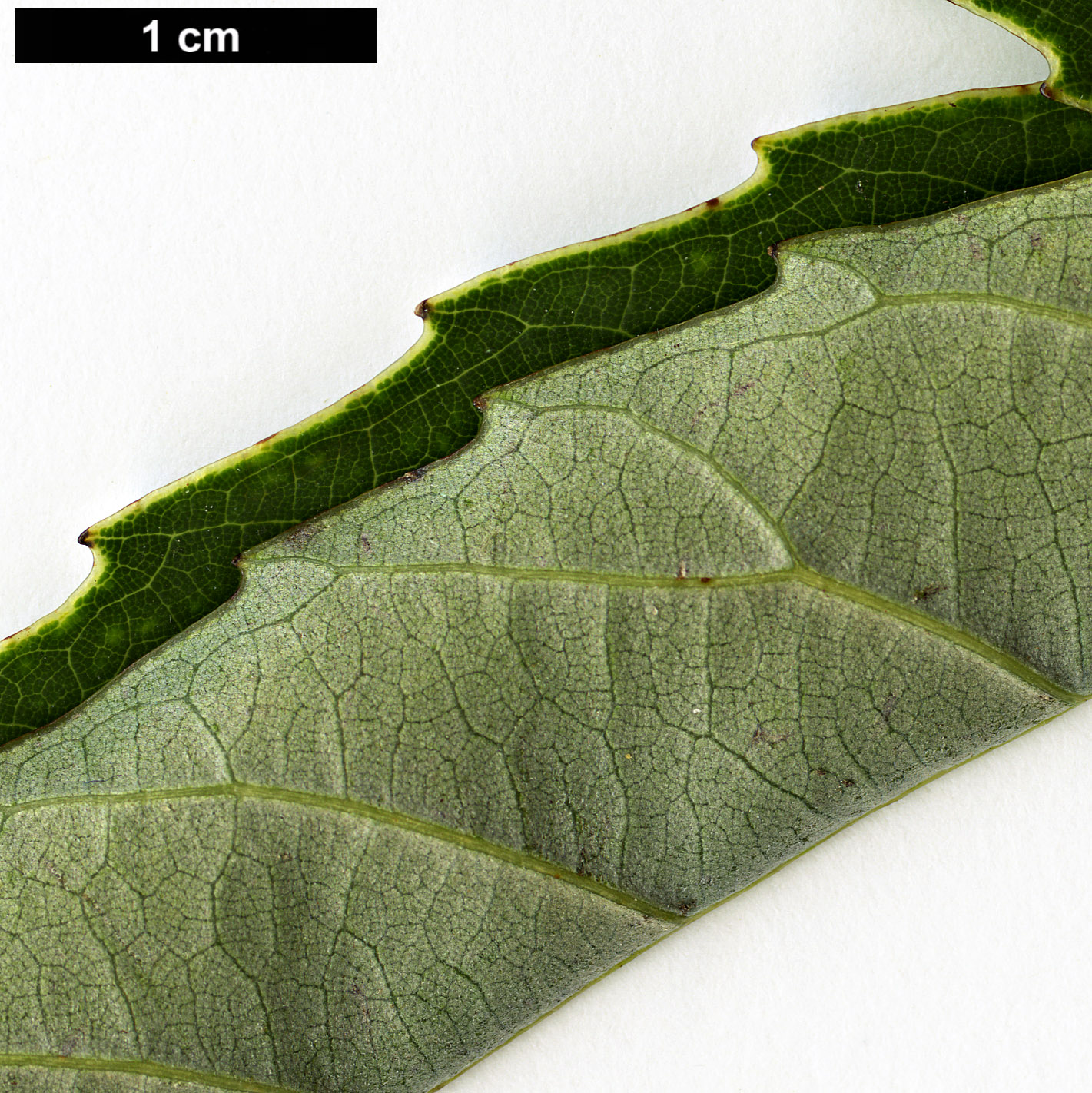 High resolution image: Family: Fagaceae - Genus: Castanopsis - Taxon: sclerophylla