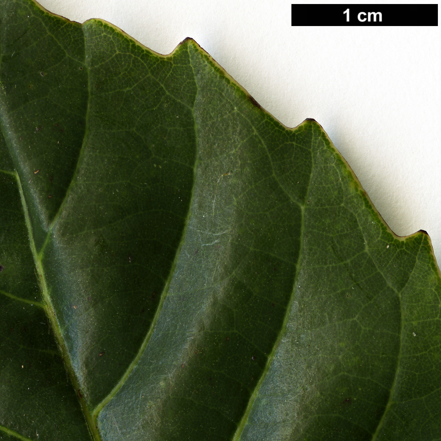 High resolution image: Family: Fagaceae - Genus: Castanopsis - Taxon: sclerophylla
