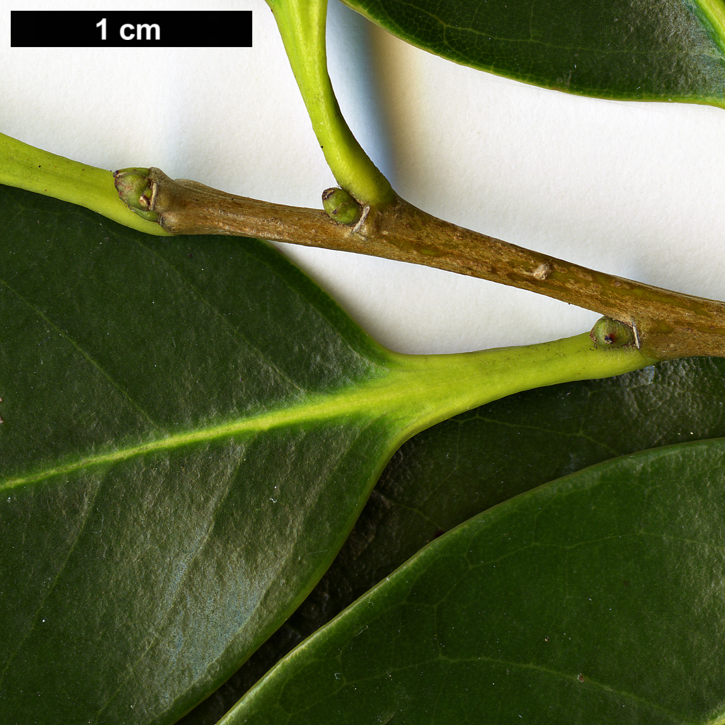 High resolution image: Family: Fagaceae - Genus: Castanopsis - Taxon: sieboldii