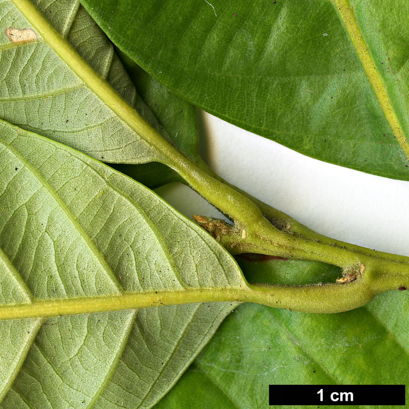 High resolution image: Family: Fagaceae - Genus: Castanopsis - Taxon: wattii