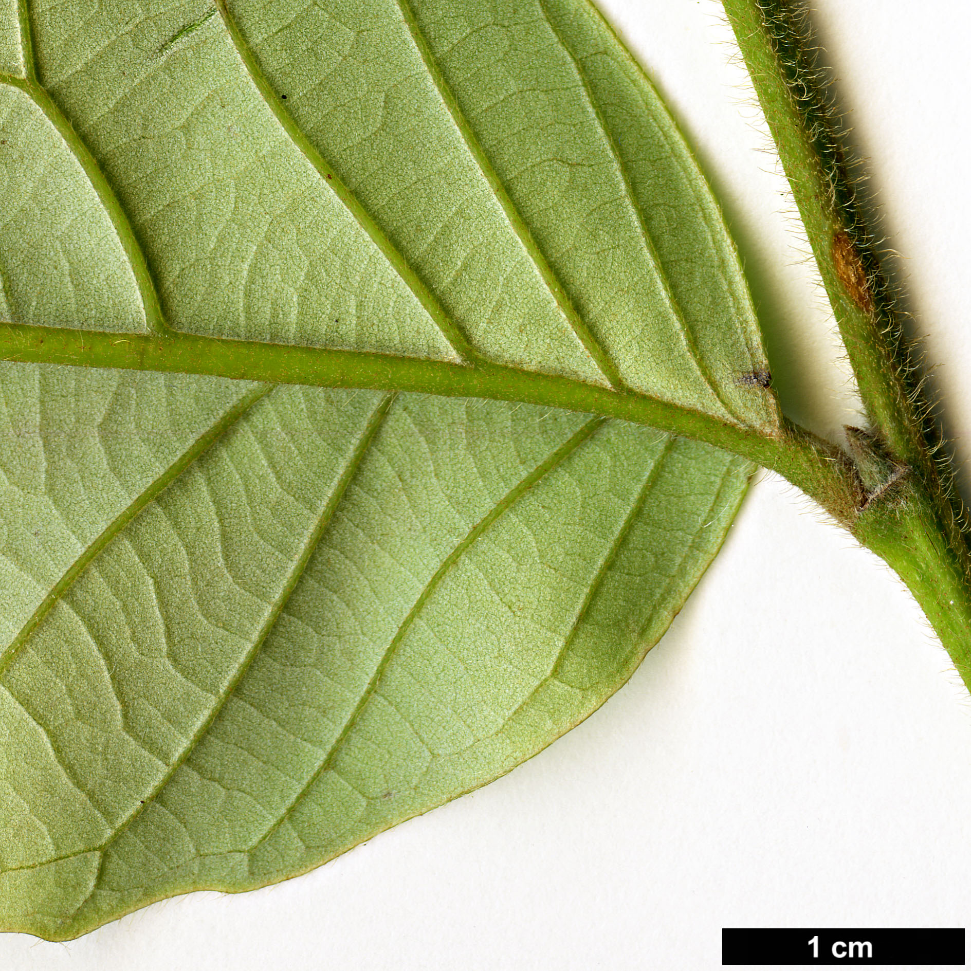 High resolution image: Family: Fagaceae - Genus: Castanopsis - Taxon: wattii