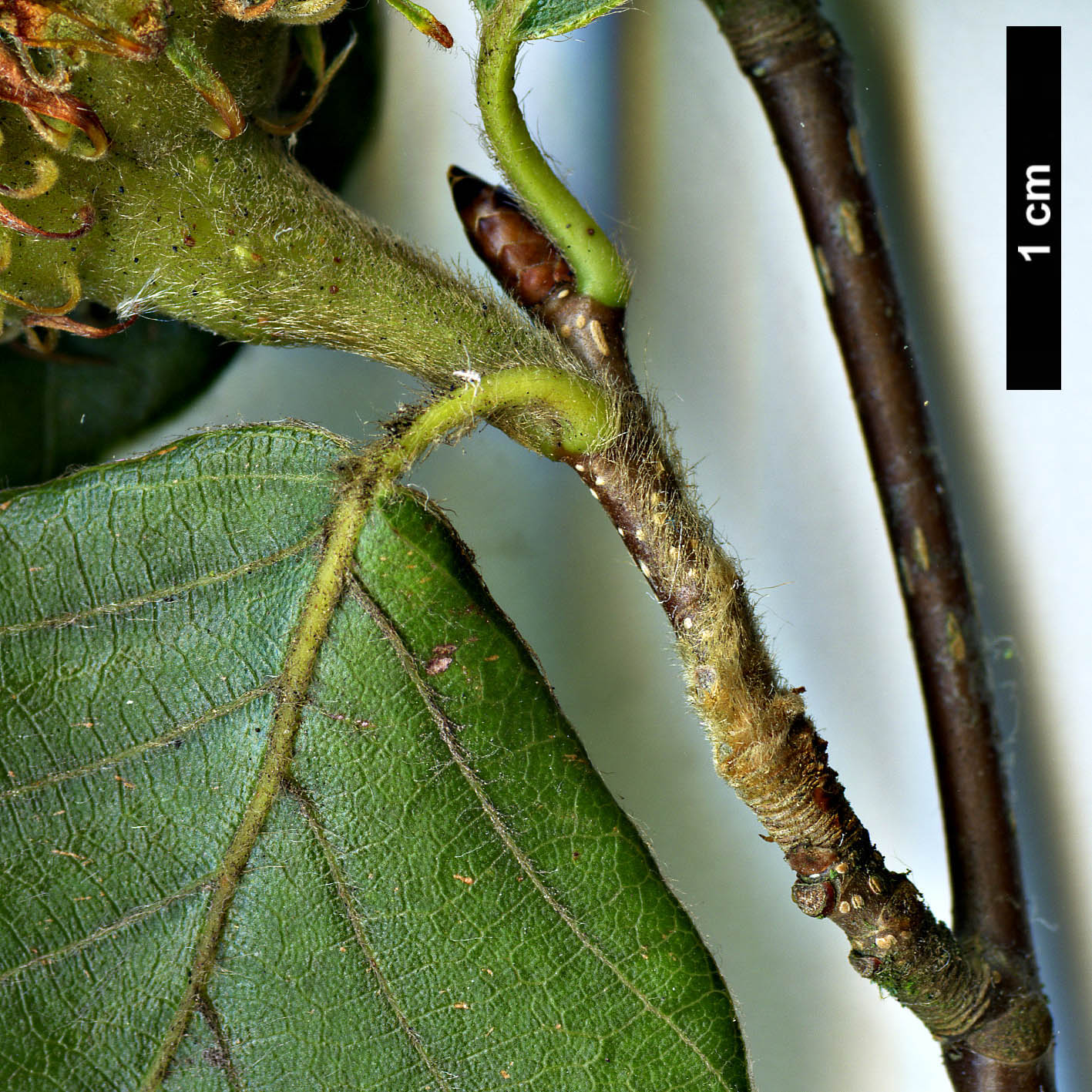 High resolution image: Family: Fagaceae - Genus: Fagus - Taxon: crenata