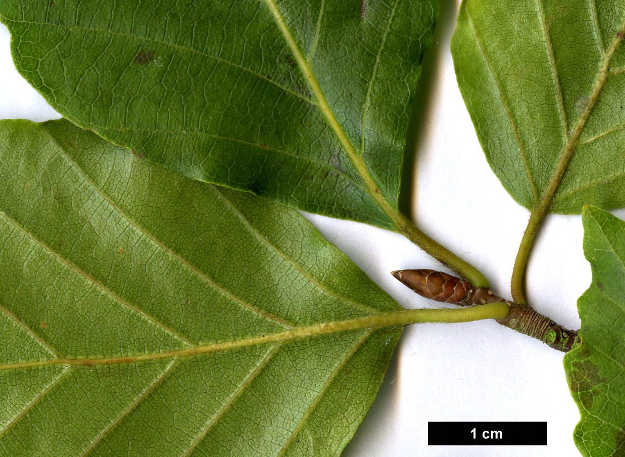 High resolution image: Family: Fagaceae - Genus: Fagus - Taxon: crenata