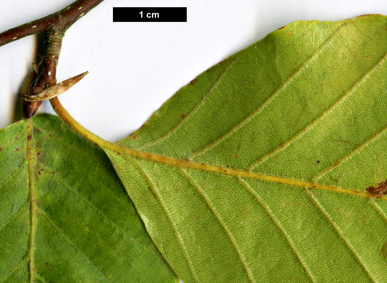 High resolution image: Family: Fagaceae - Genus: Fagus - Taxon: crenata