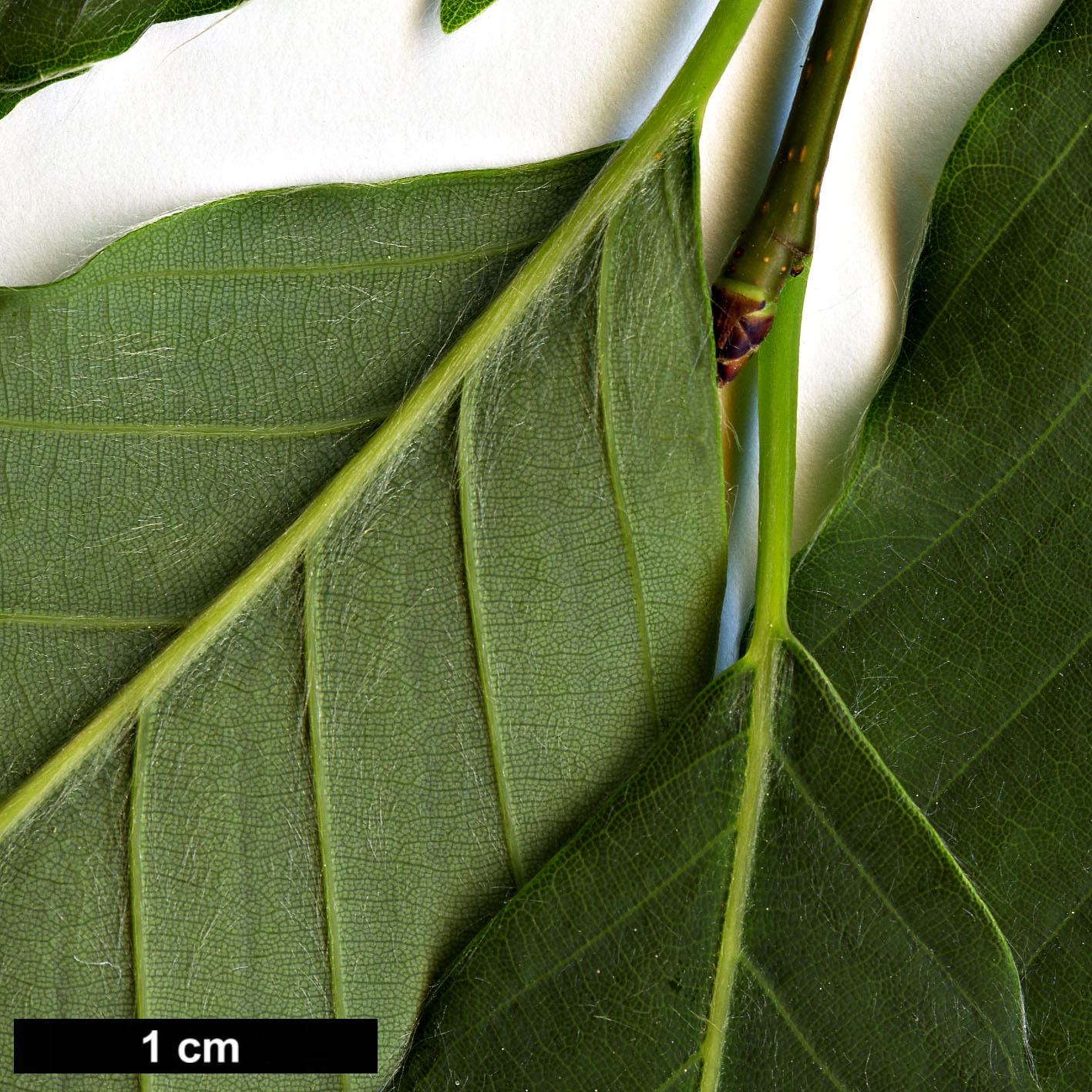 High resolution image: Family: Fagaceae - Genus: Fagus - Taxon: engleriana