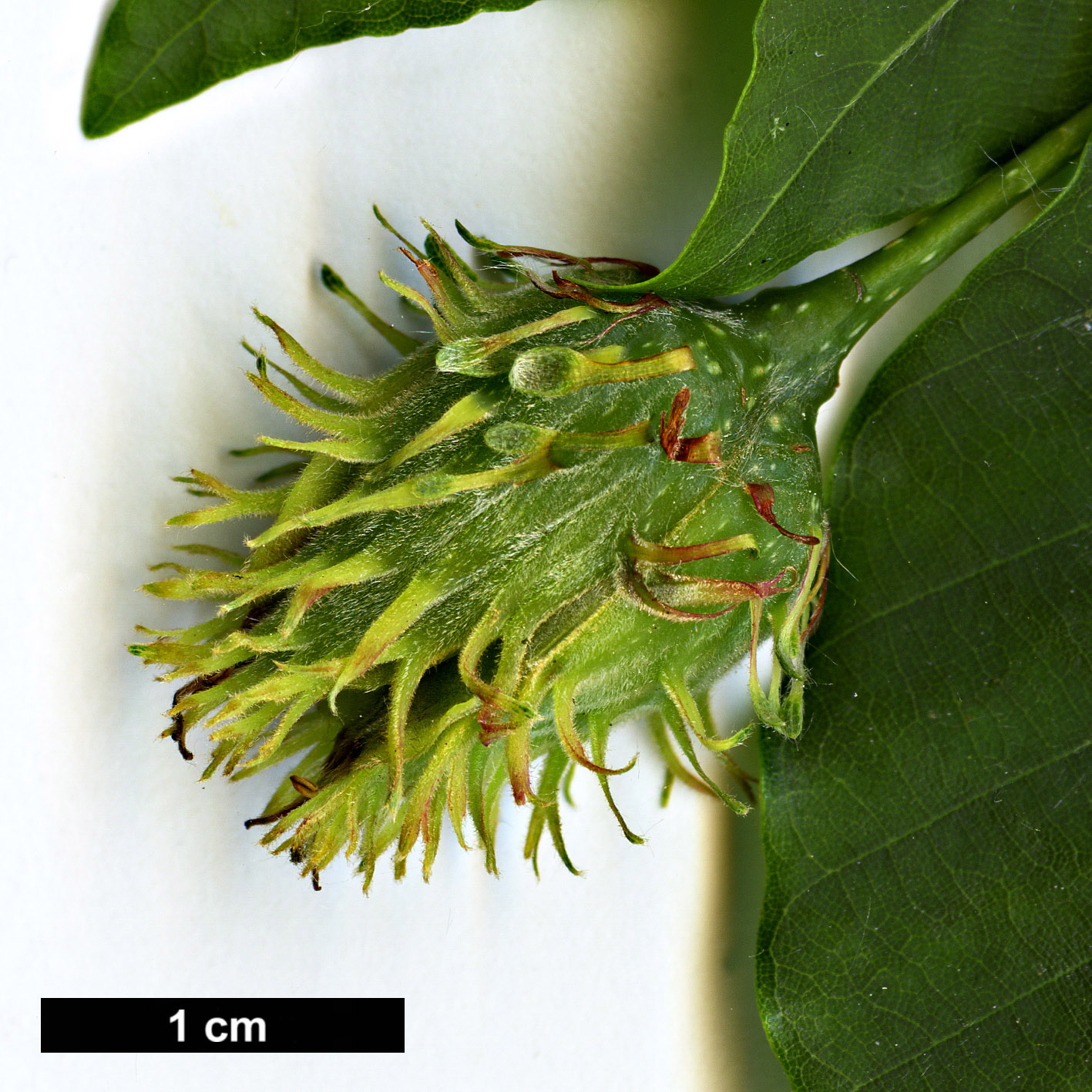 High resolution image: Family: Fagaceae - Genus: Fagus - Taxon: engleriana