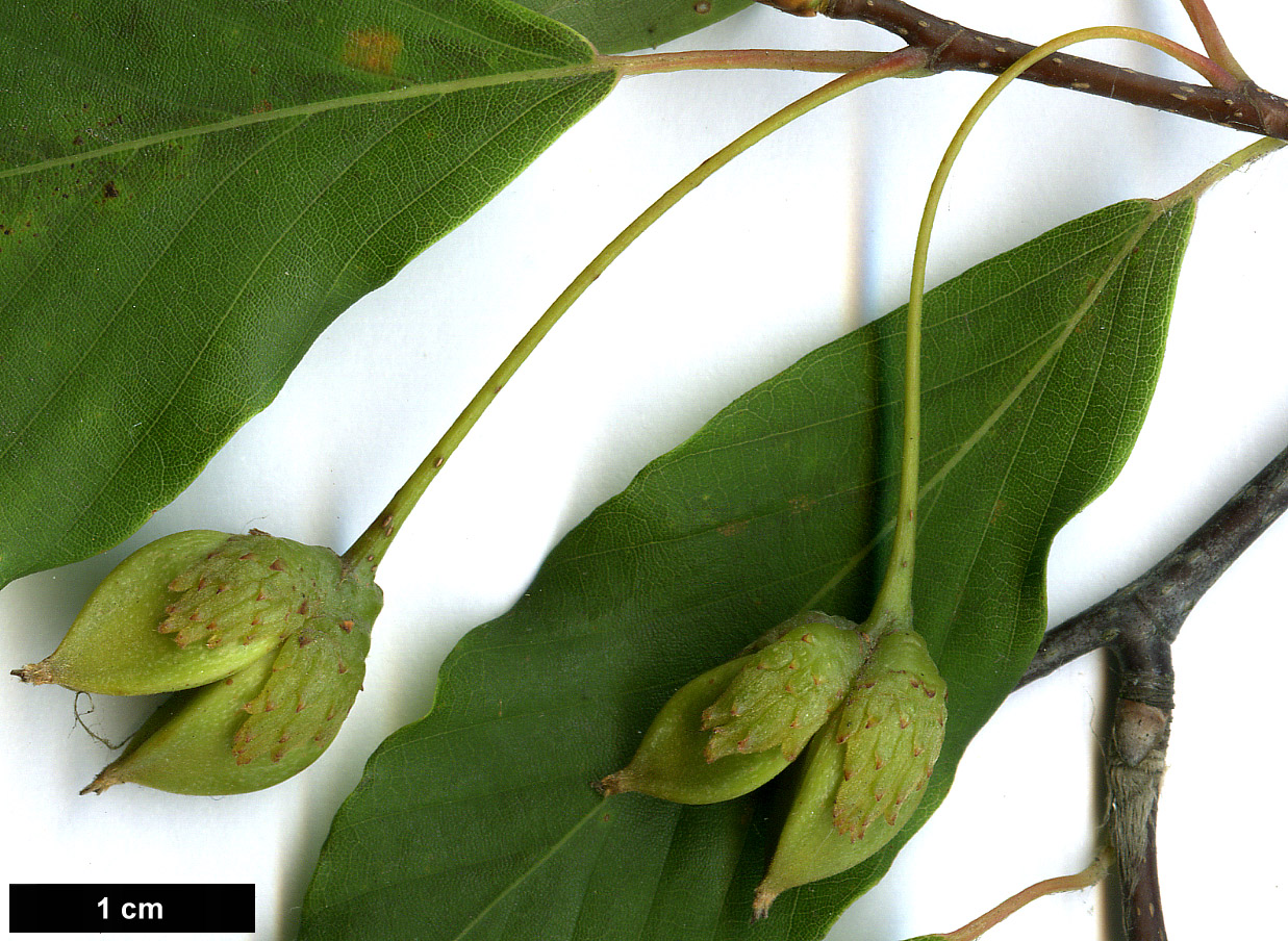 High resolution image: Family: Fagaceae - Genus: Fagus - Taxon: japonica