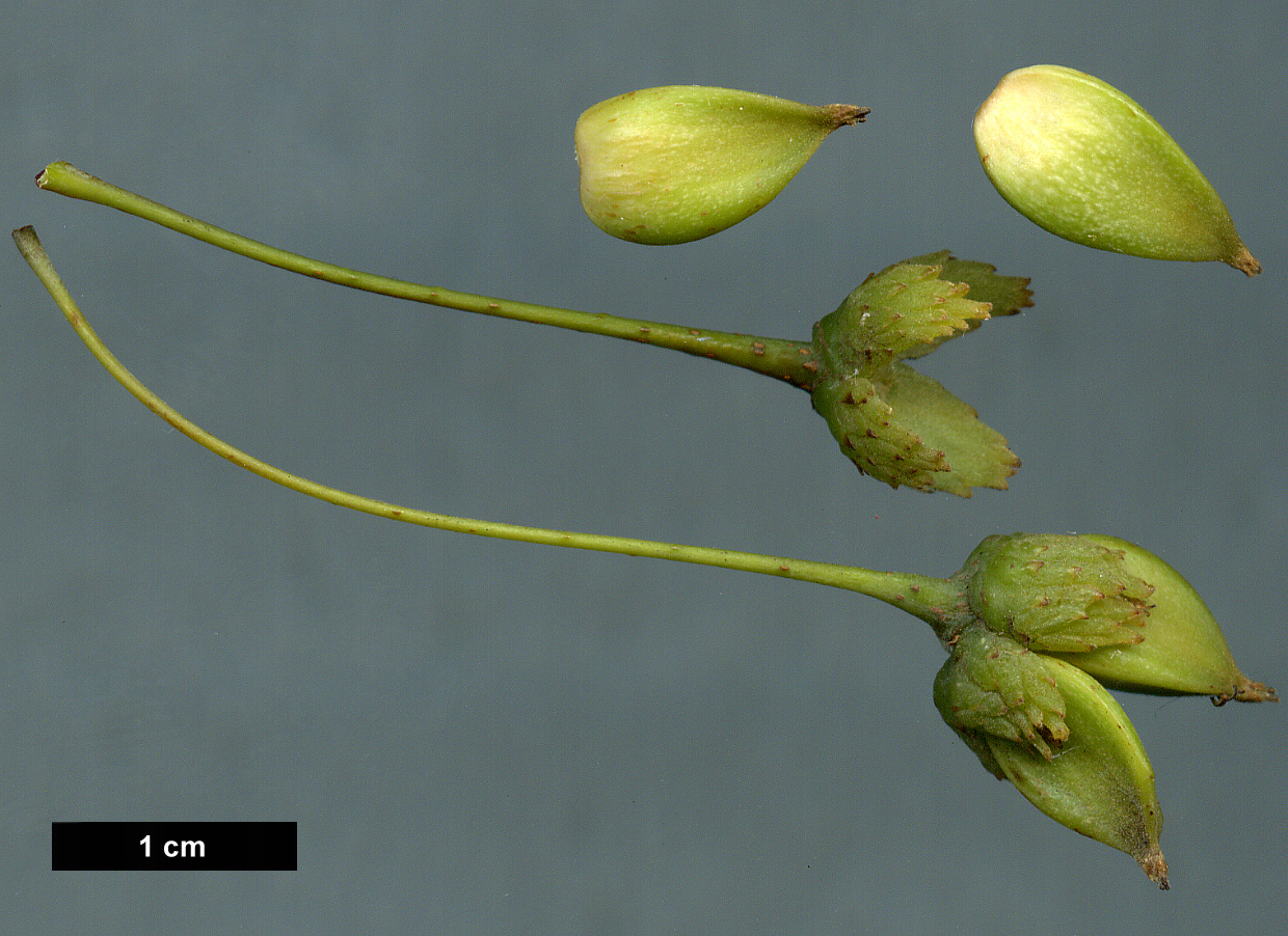 High resolution image: Family: Fagaceae - Genus: Fagus - Taxon: japonica