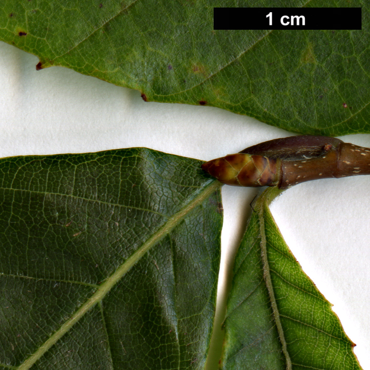 High resolution image: Family: Fagaceae - Genus: Fagus - Taxon: longipetiolata