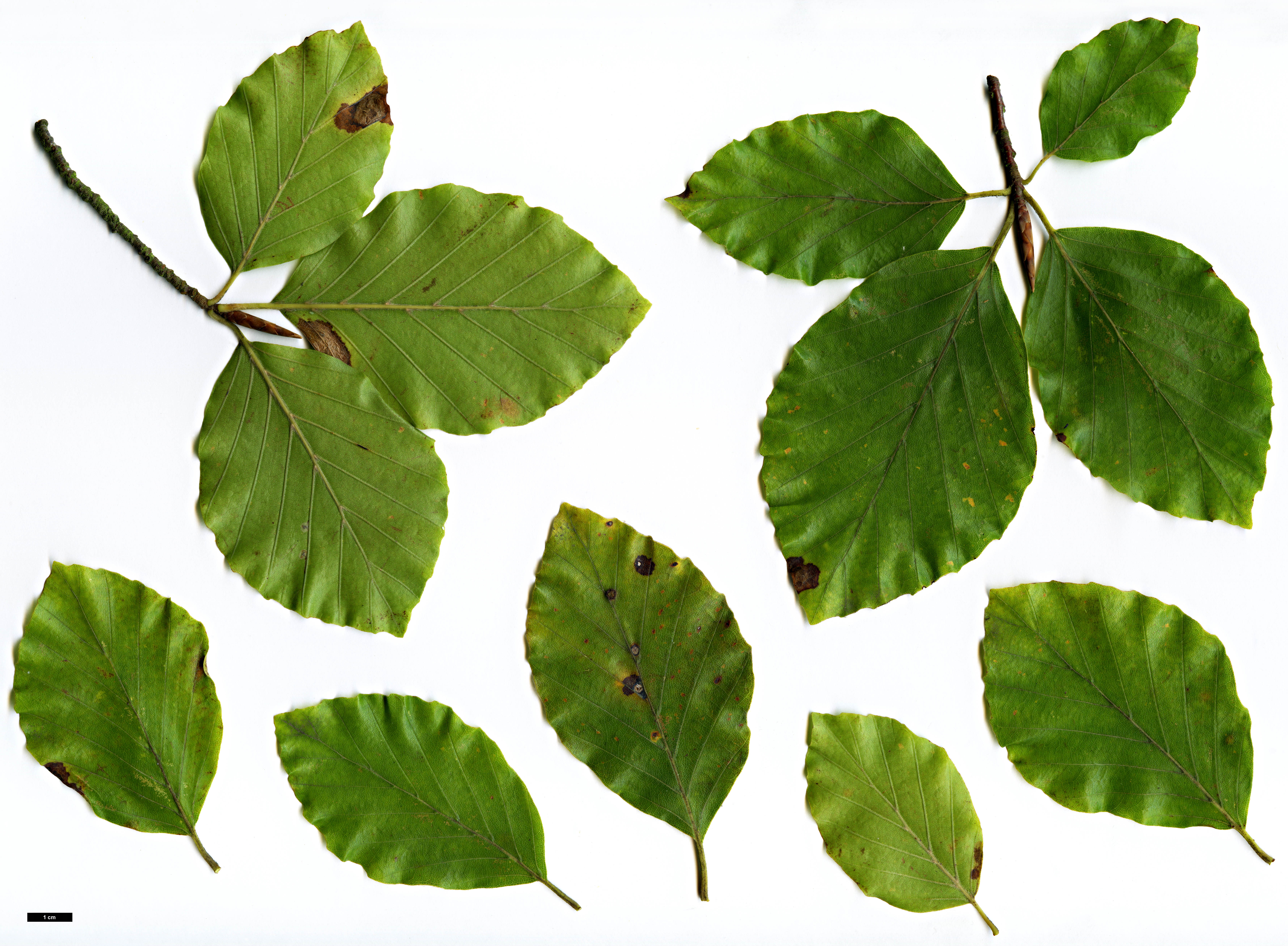 High resolution image: Family: Fagaceae - Genus: Fagus - Taxon: ×taurica (F.orientalis × F.sylvatica)