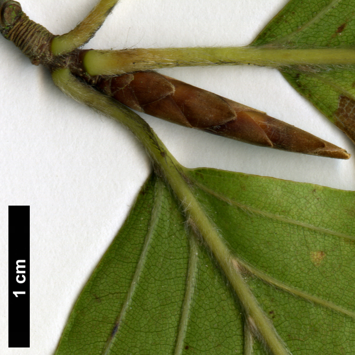 High resolution image: Family: Fagaceae - Genus: Fagus - Taxon: ×taurica (F.orientalis × F.sylvatica)
